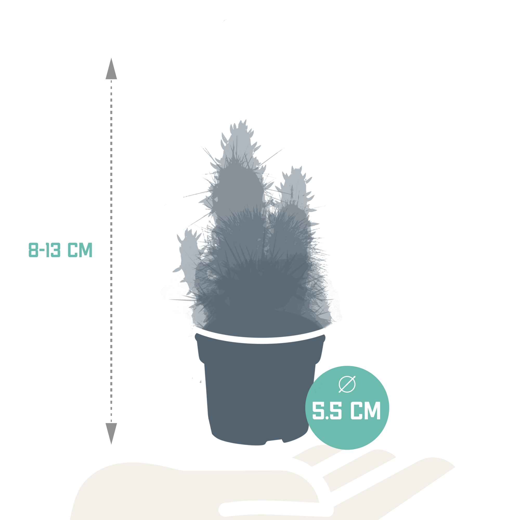 House of cactus Cactus en vetplanten mix 5.5 cm | 15 stuks - zonder pot (8720387961139)