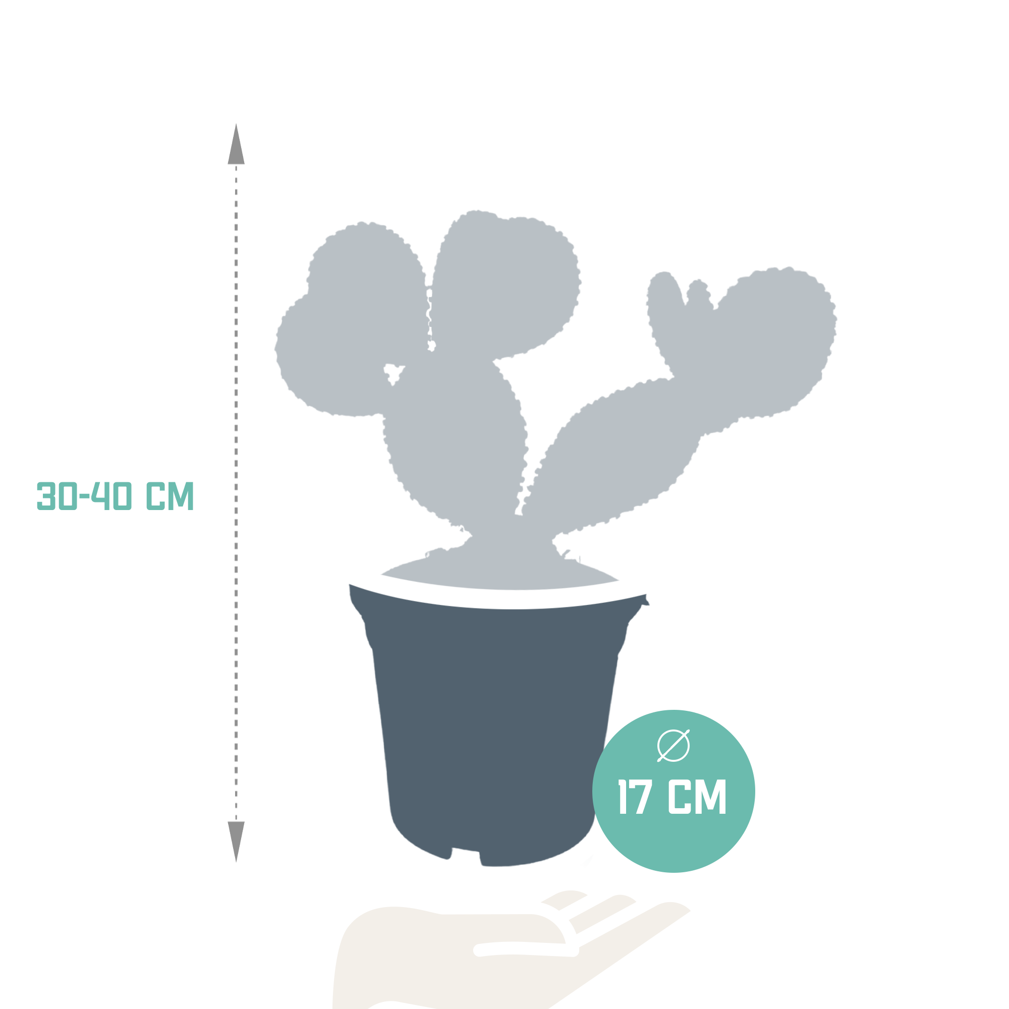House of cactus Opuntia microdasys - 17cm - zonder pot (8720387961764)