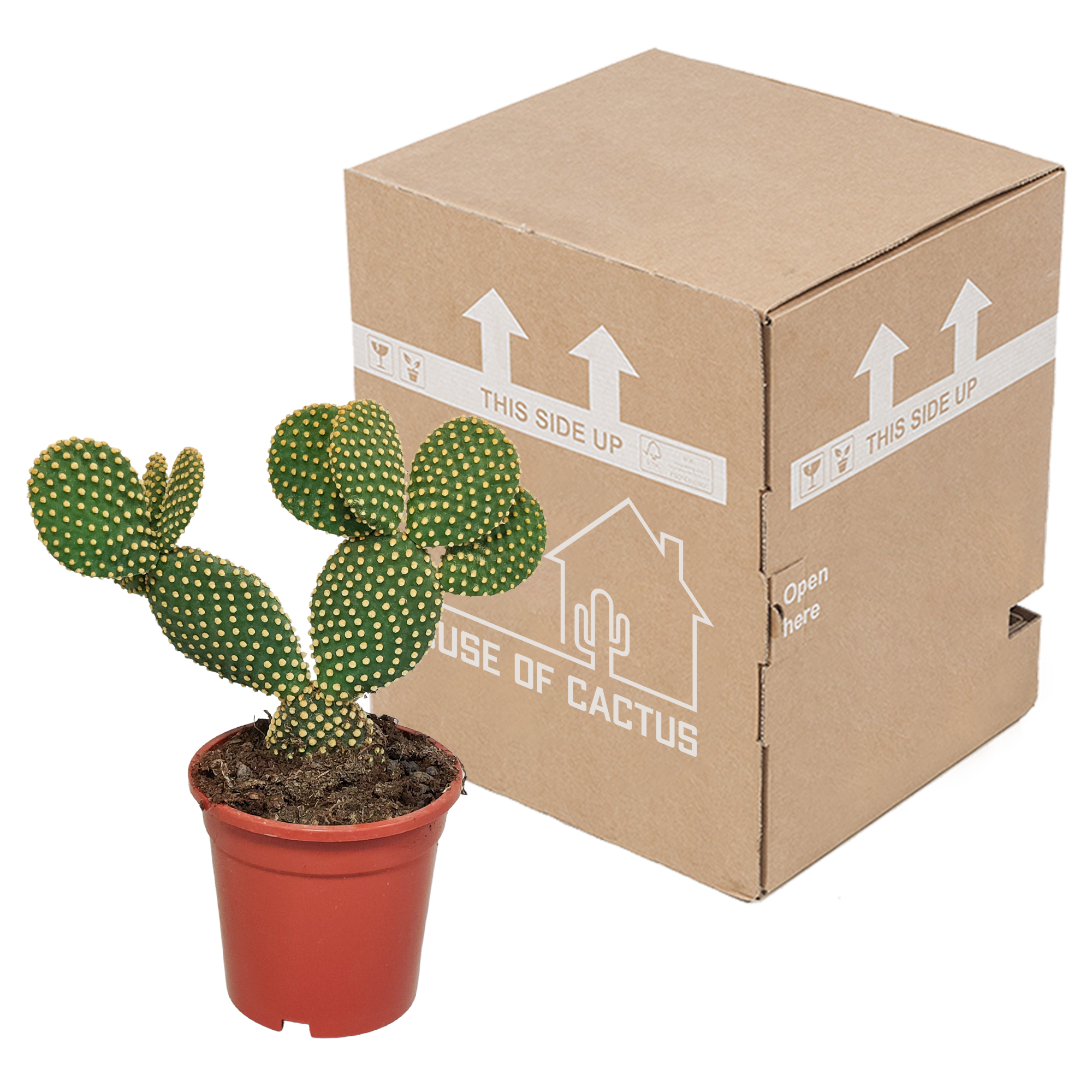 House of cactus Opuntia microdasys - 17cm - zonder pot (8720387961764)