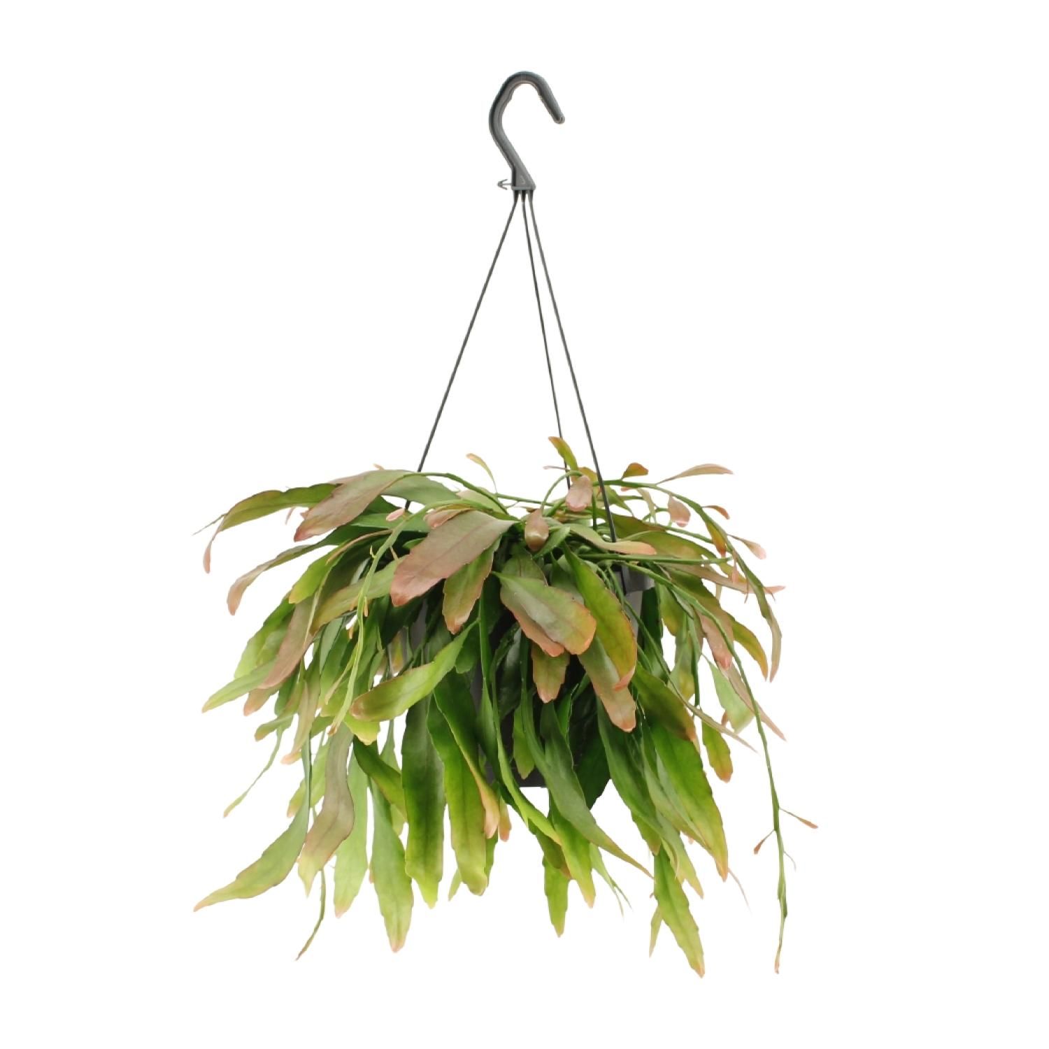 Rhipsalis Red Coral (11857)