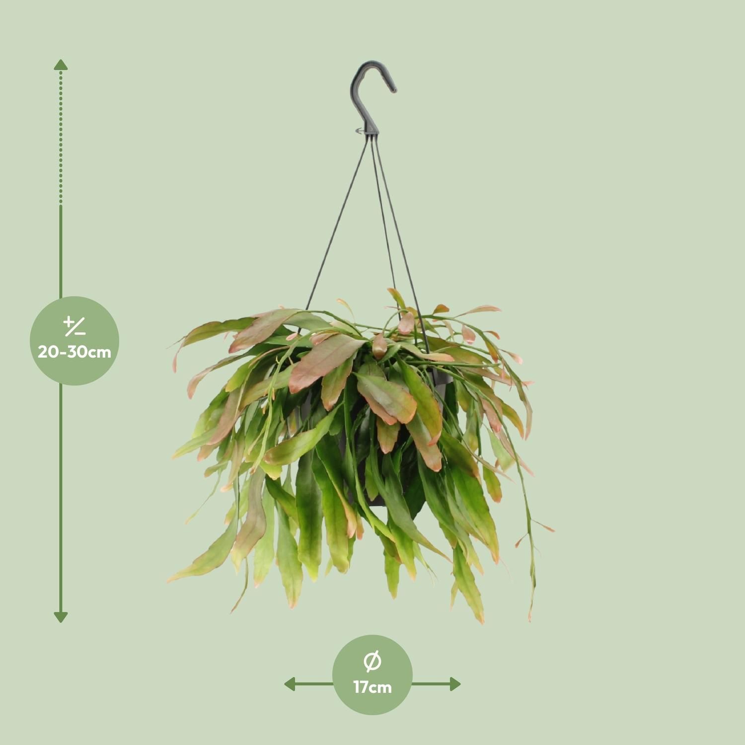 Rhipsalis Red Coral (11857)