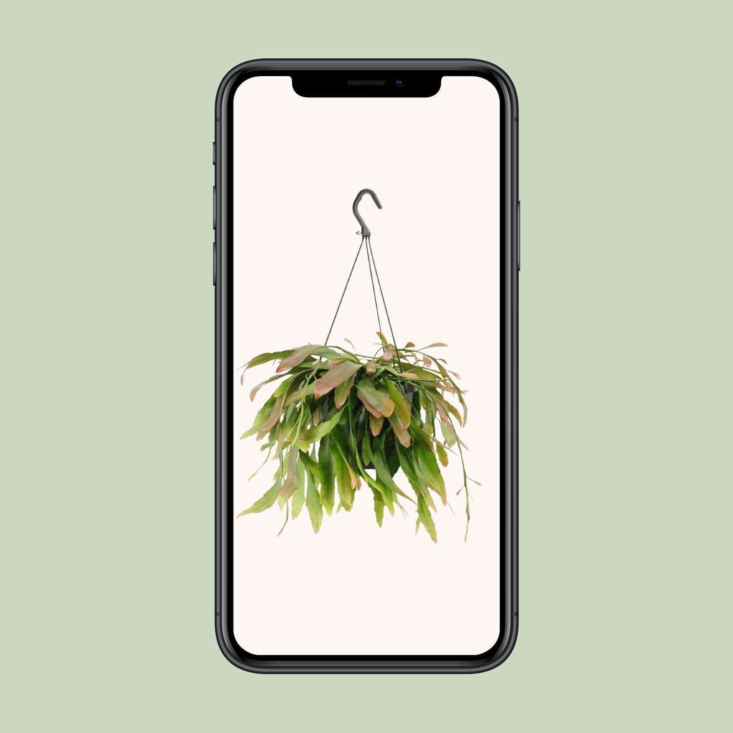 Rhipsalis Red Coral (11857)