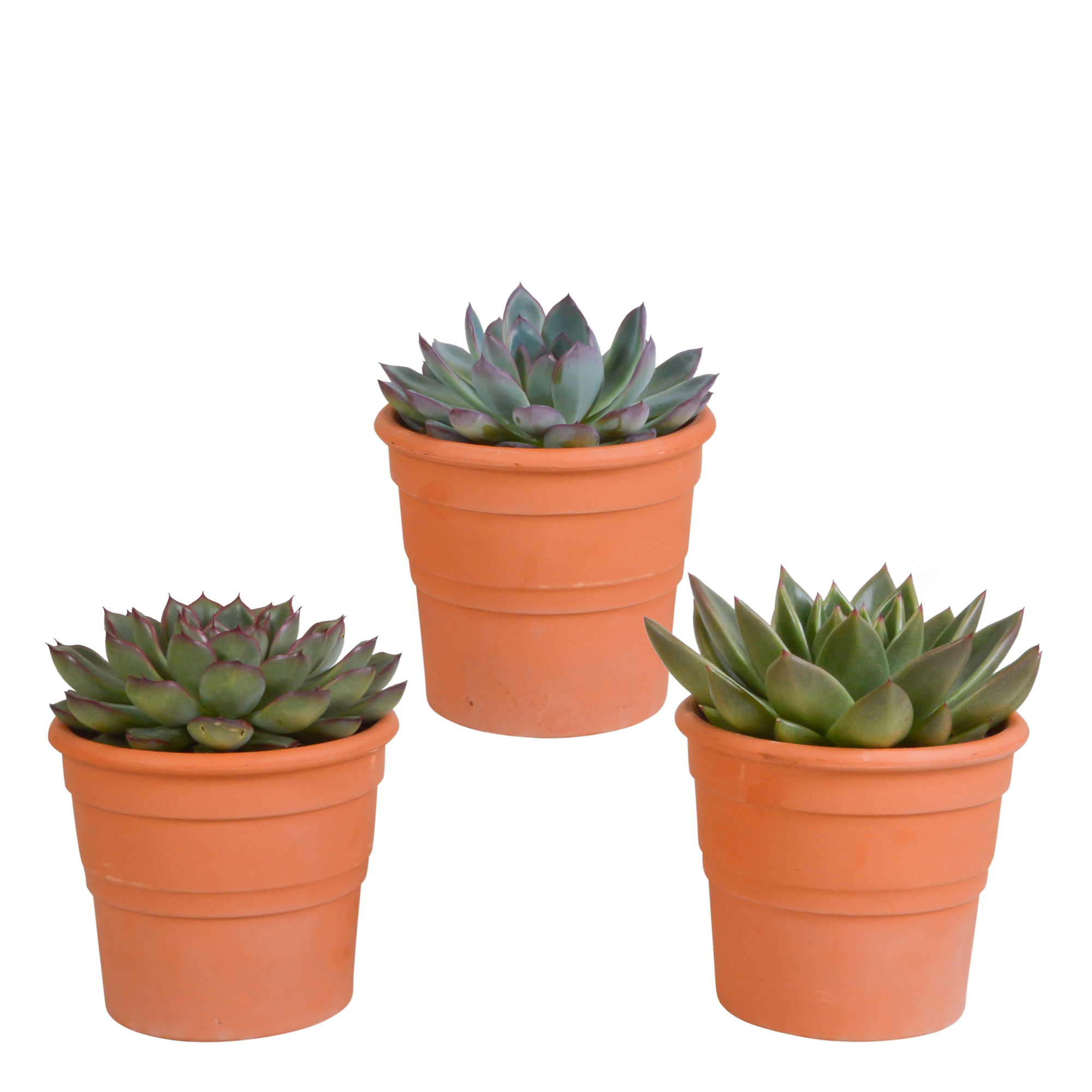 House of cactus Echeveria mix 10.5 cm - 3x - in terracotta pot (8720387961511)