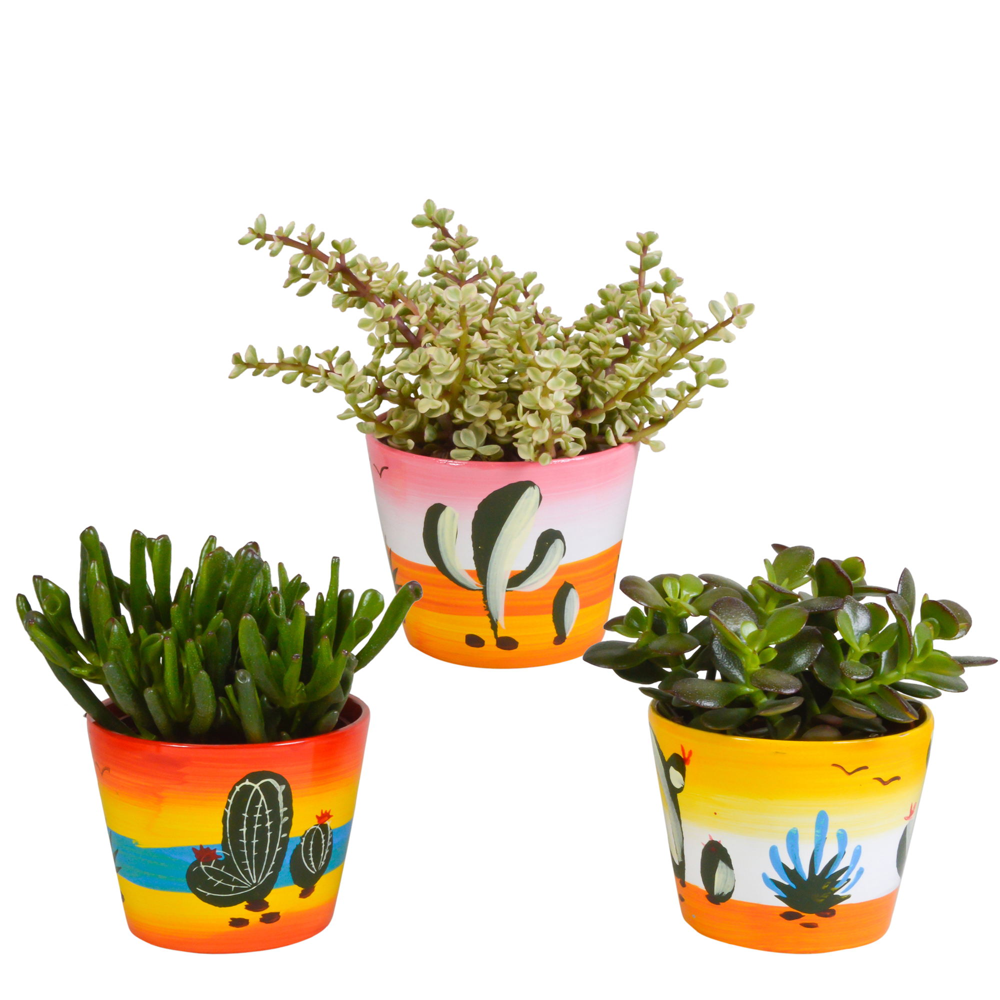 House of cactus Crassula mix 10,5 cm - 3x - in Mexicaanse pot (8720387961481)