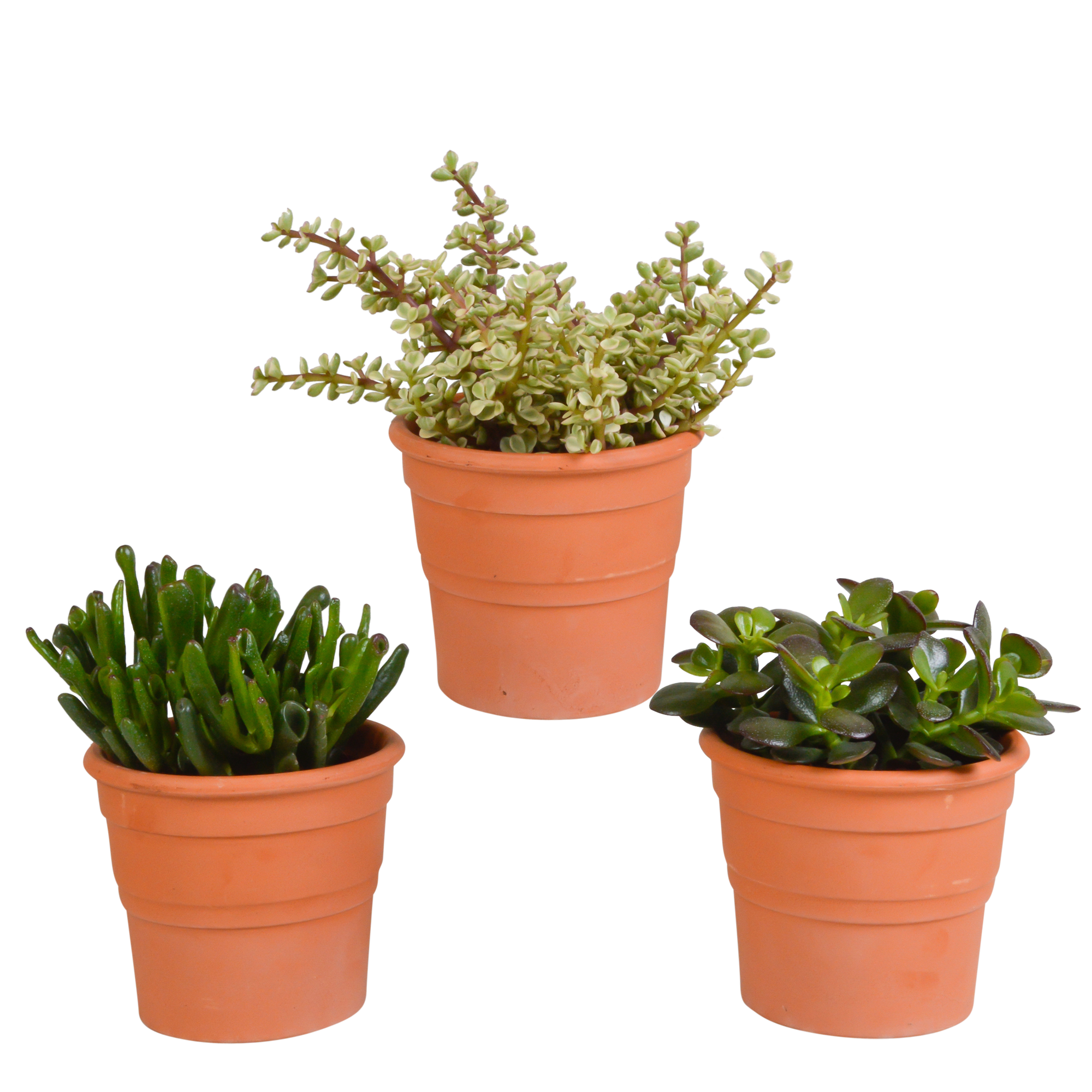 House of cactus Crassula mix 10,5 cm - 3x - in terracotta pot (8720387961474)