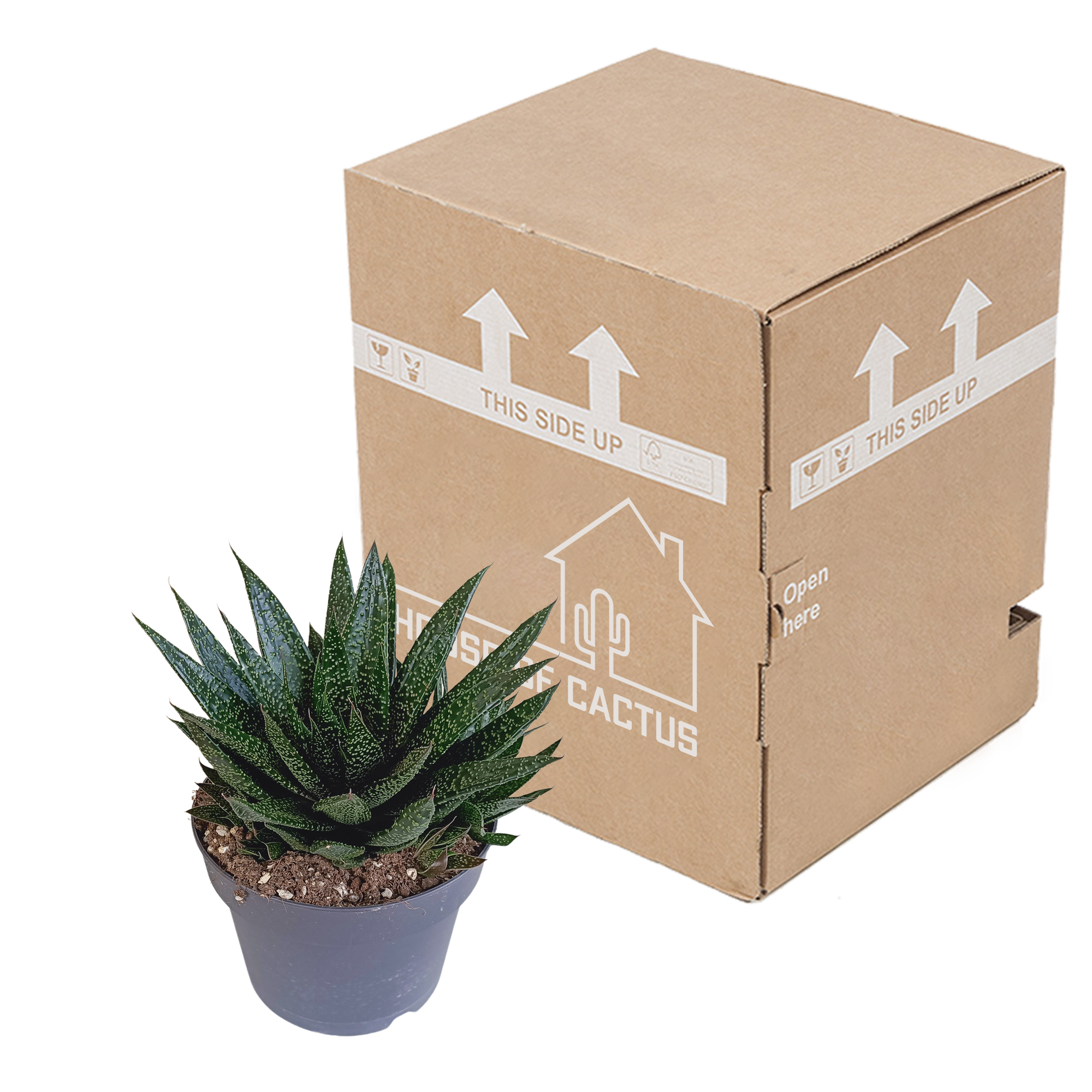 House of cactus Gasteria 'd Due 17cm (8720618070302)