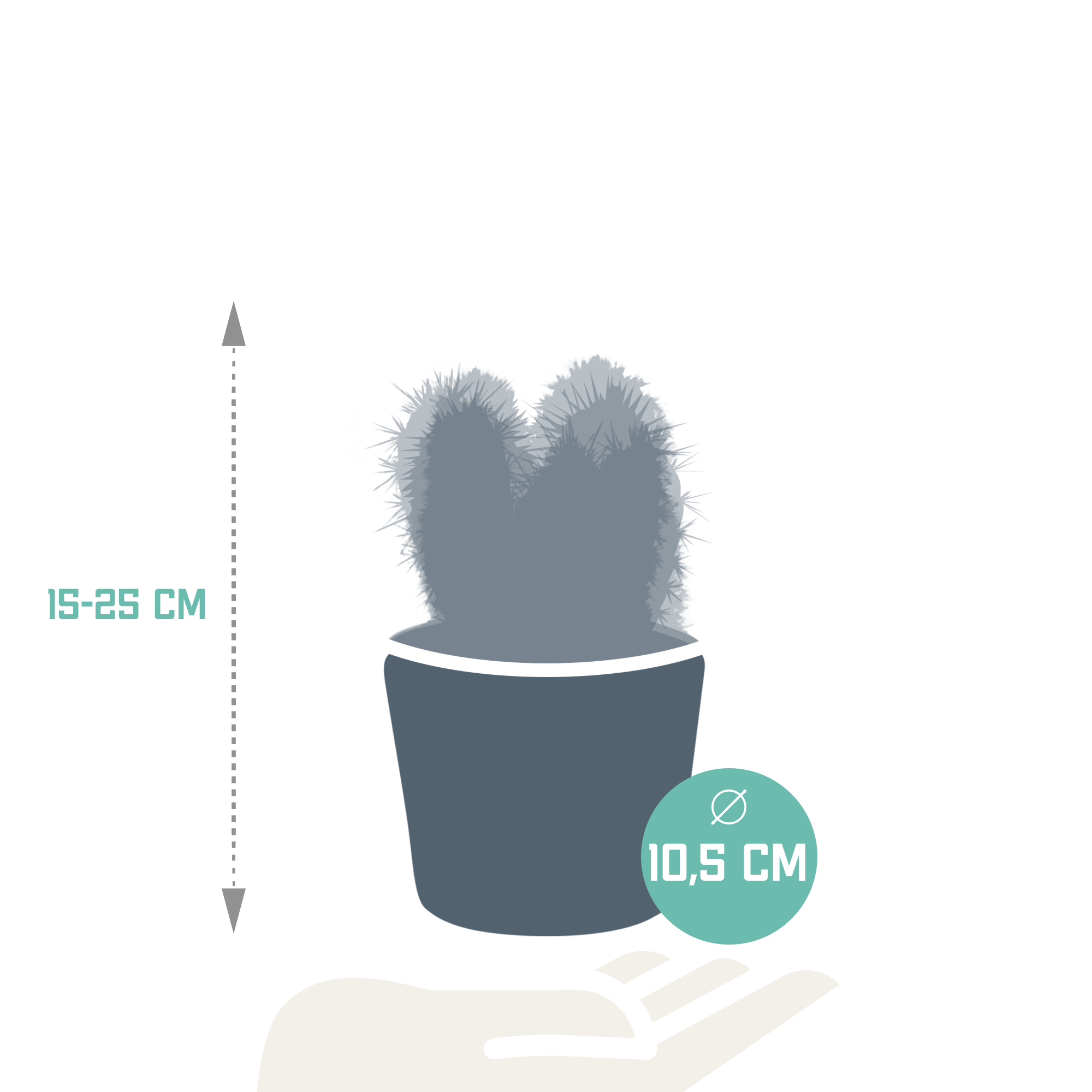 House of cactus Cereus mix 10,5cm - 3x - in Mexicaanse pot (8720387961443)
