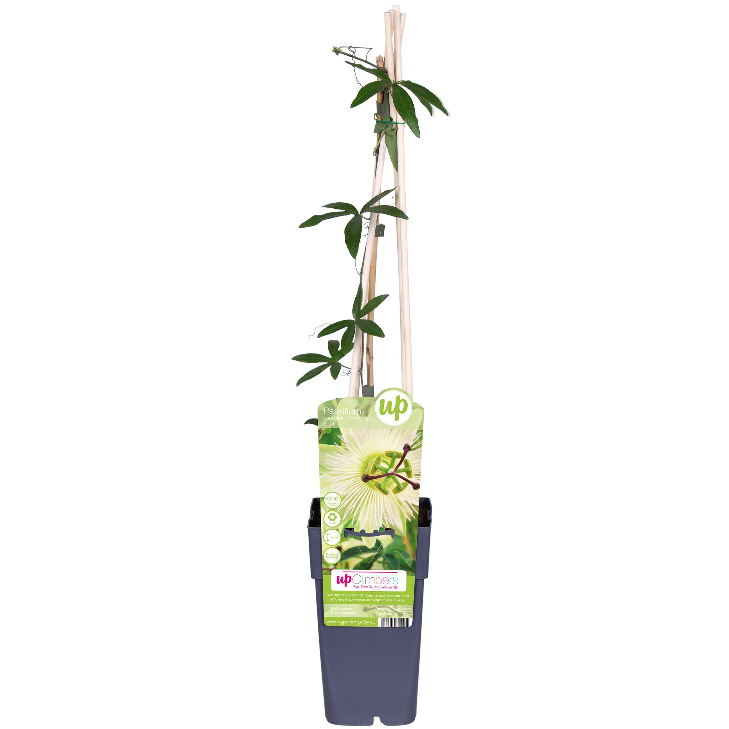 Hoogeveen Passiflora wit caerulea 'Constance Elliot' (8712044874432)