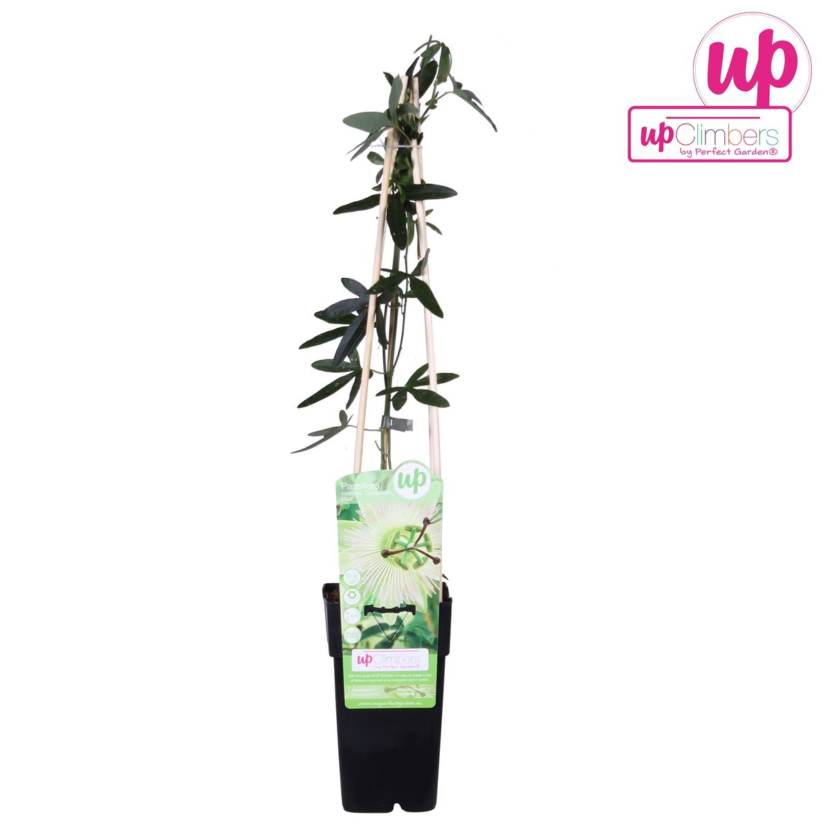Hoogeveen Passiflora wit caerulea 'Constance Elliot' (8712044874432)