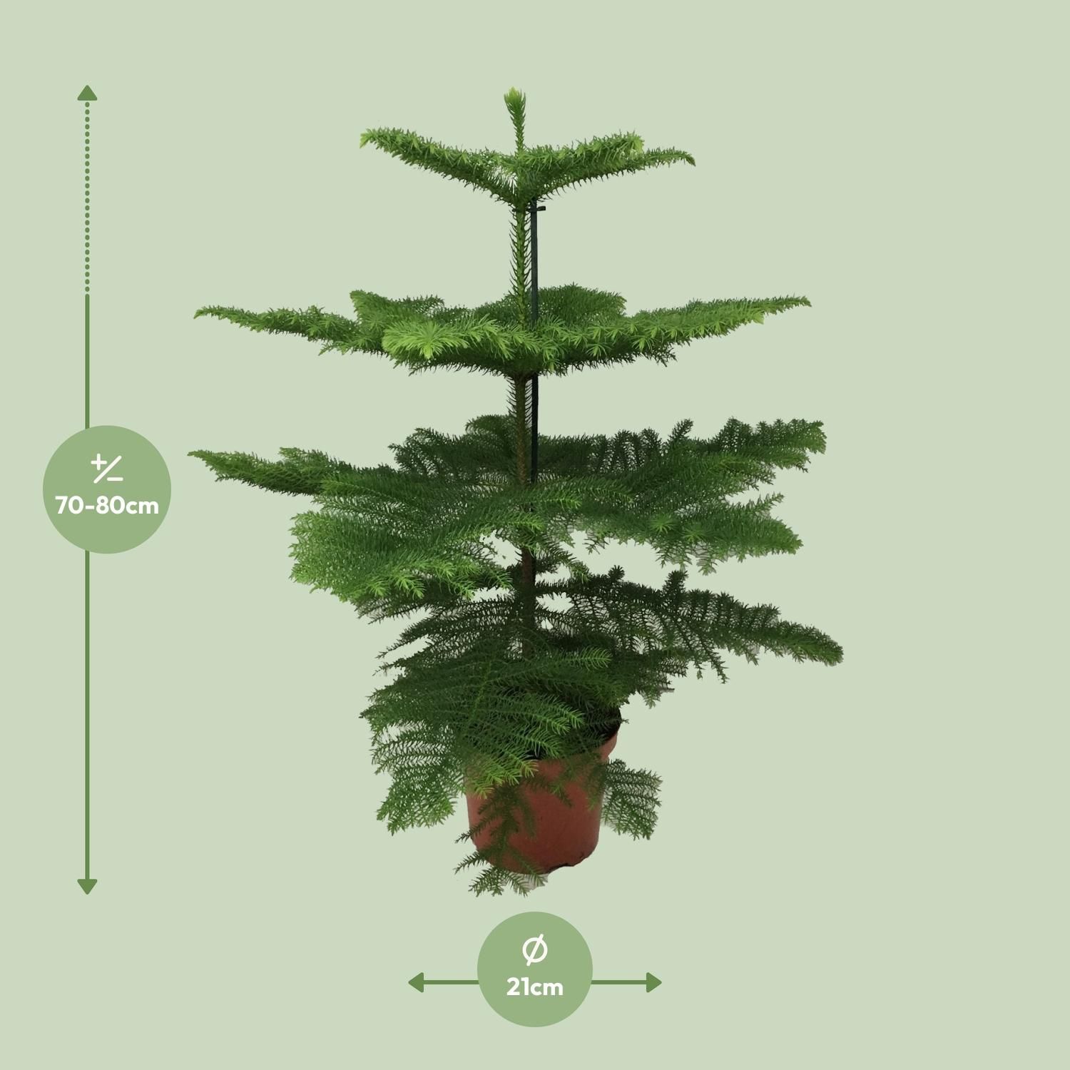 Araucaria Heterophylla (8720634285643)