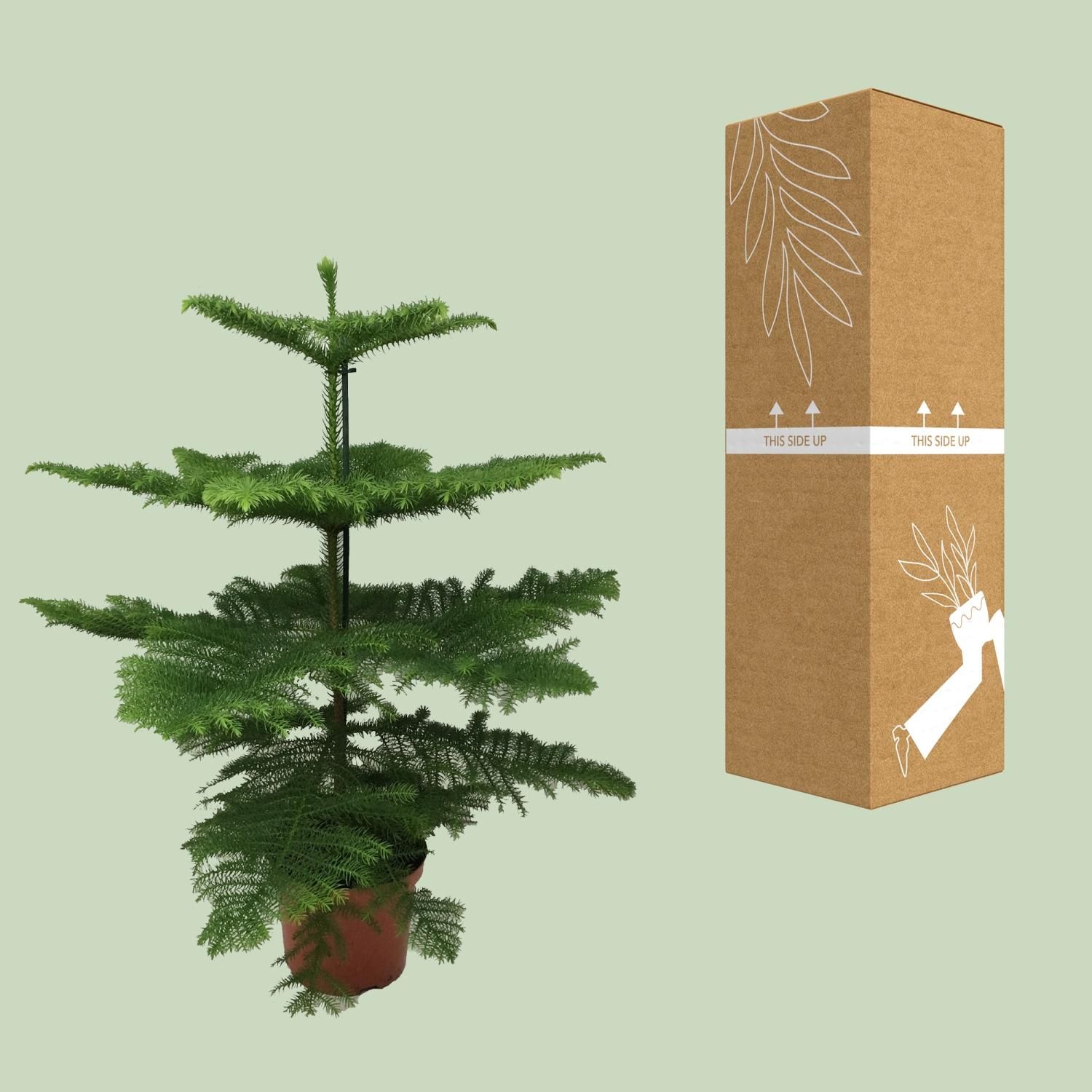 Araucaria Heterophylla (8720634285643)