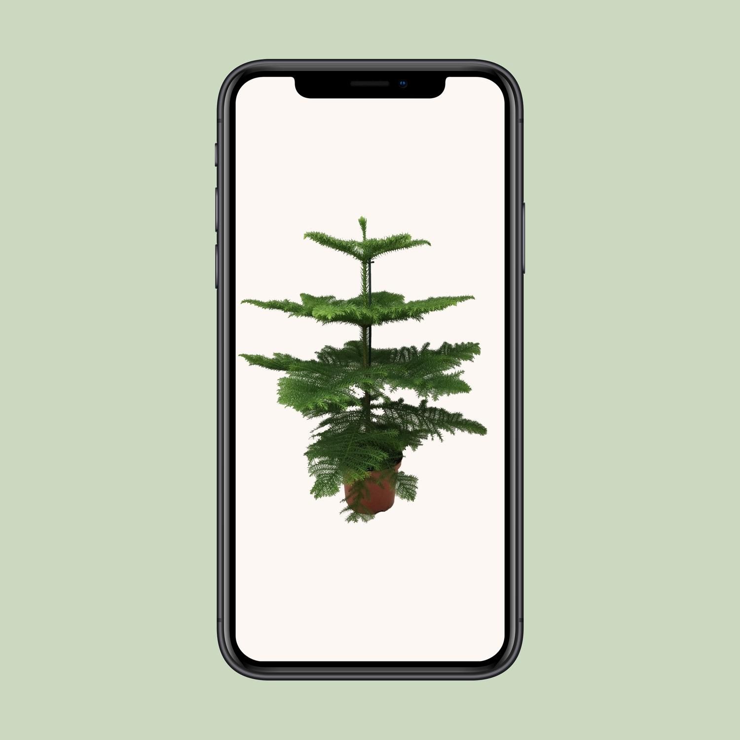 Araucaria Heterophylla (8720634285643)