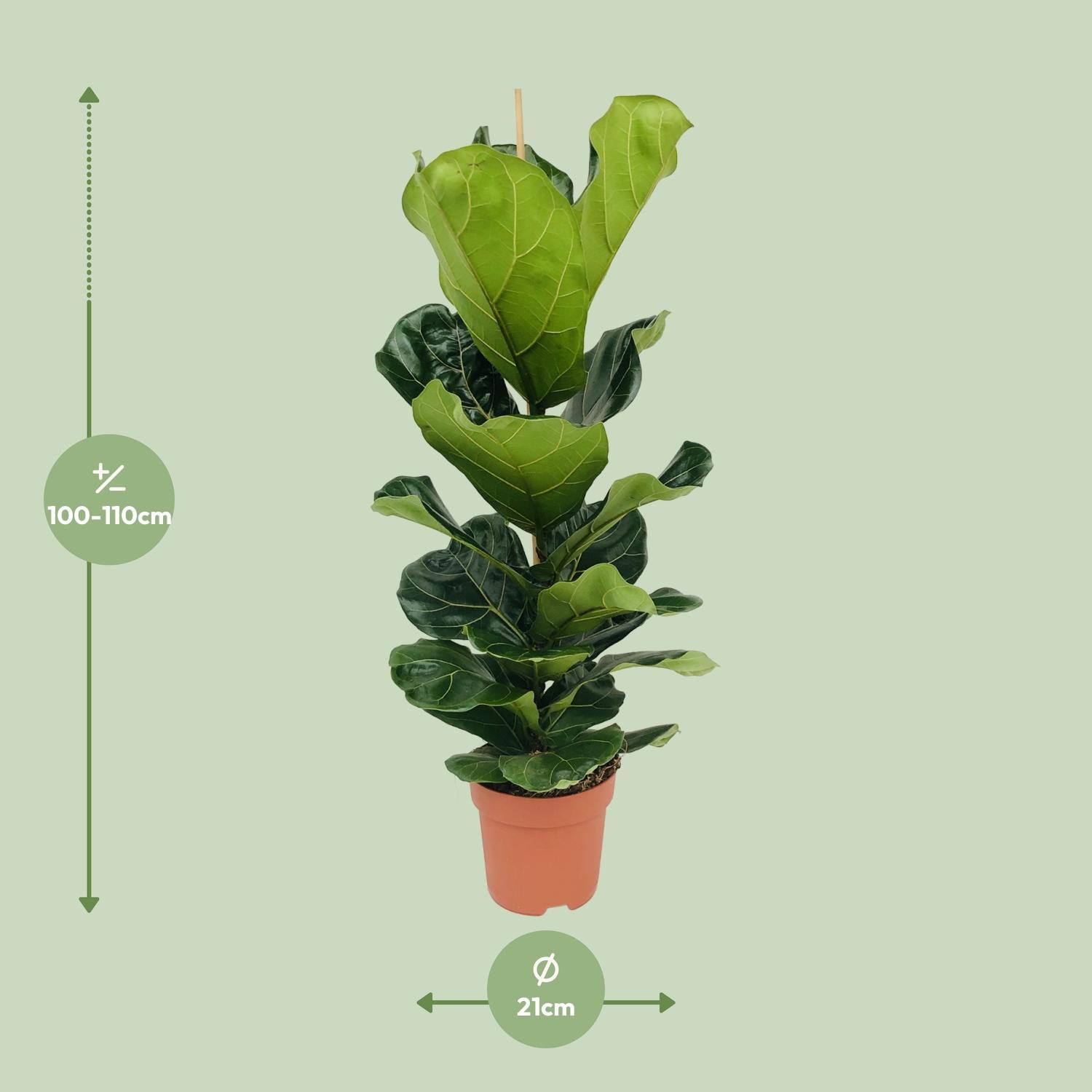 Ficus Lyrata (8720634285407)