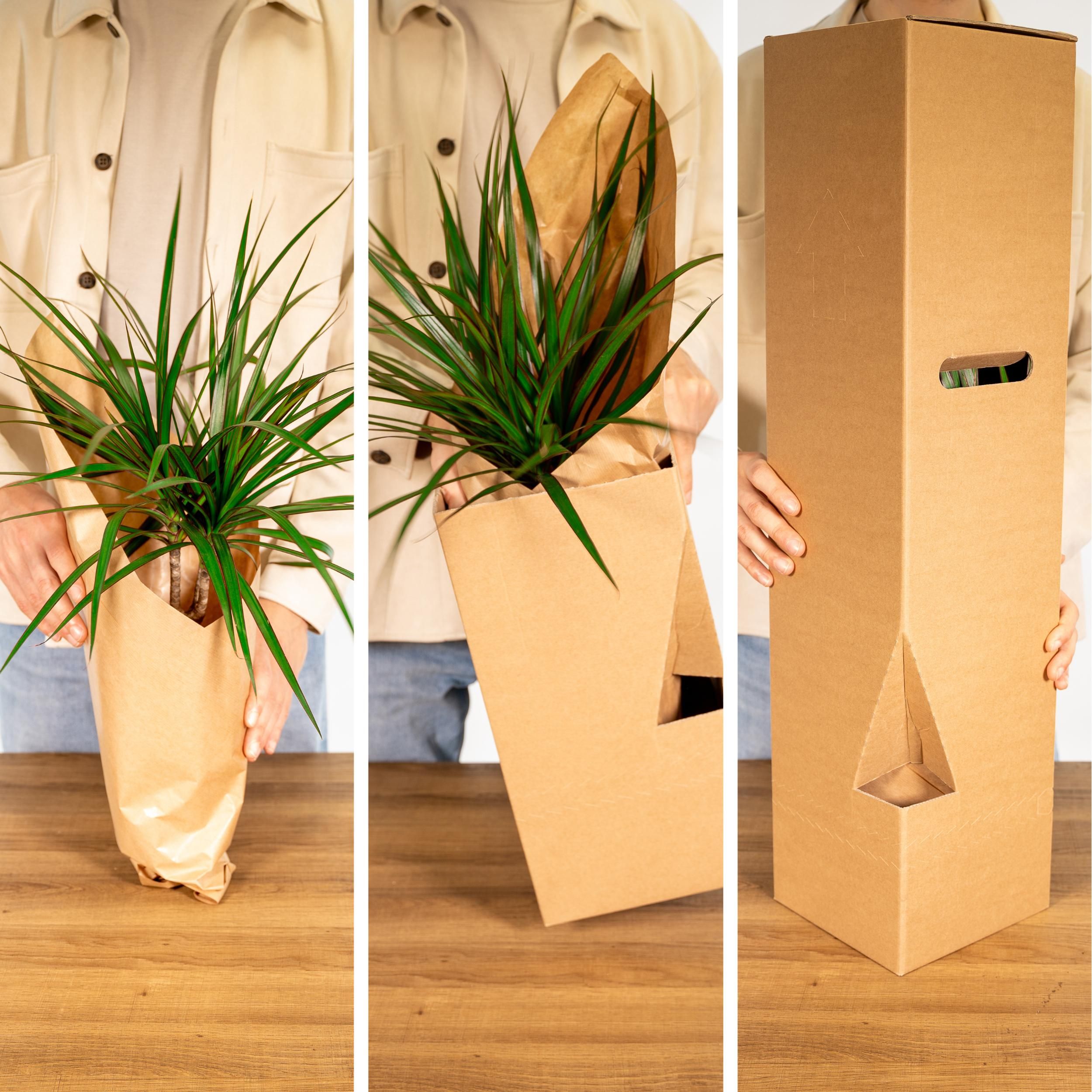 Buitenbeentjesbox - Ø12cm - 10x (8720634287210)