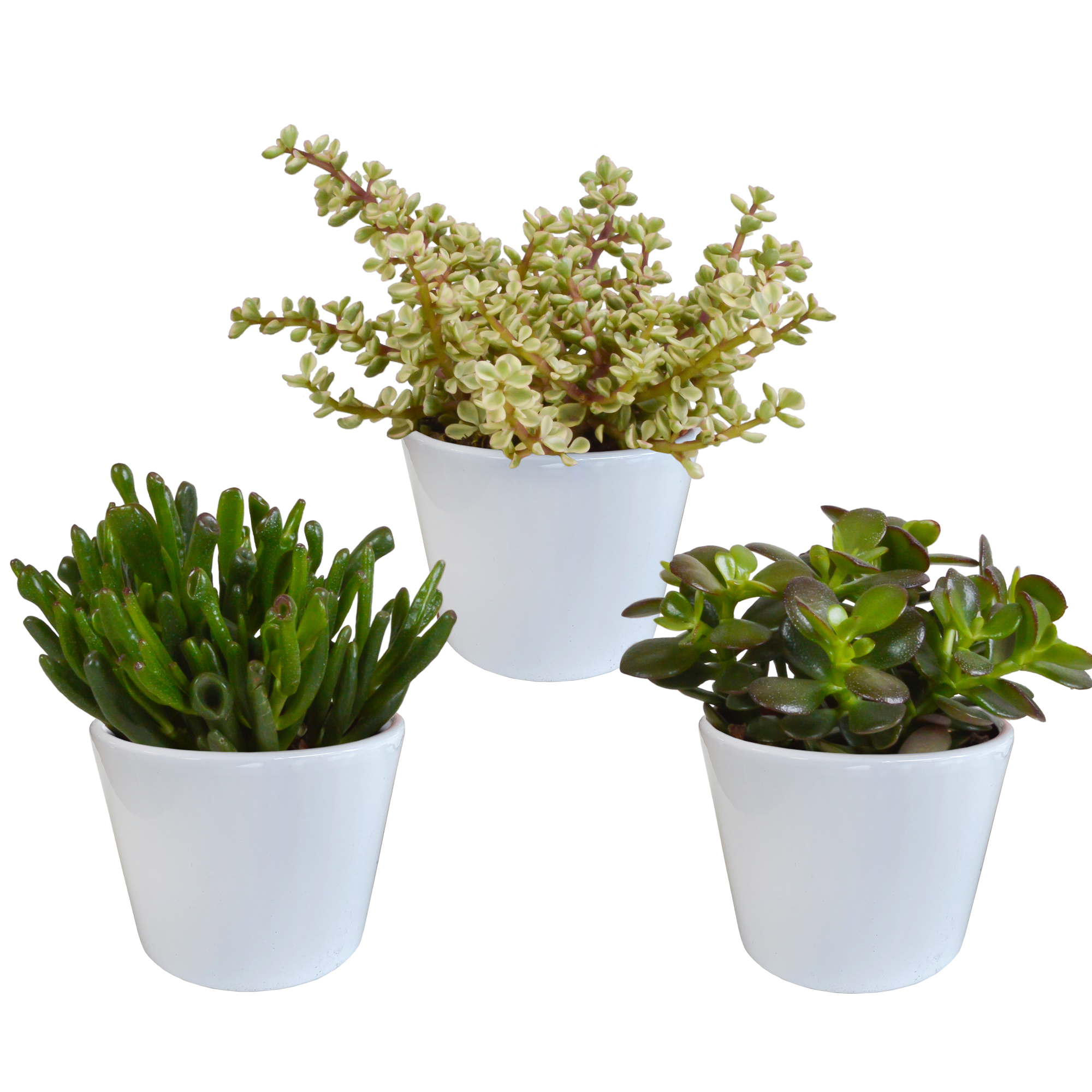 House of cactus Crassula mix 10,5 cm - 3x - in witte pot (8720618070210)