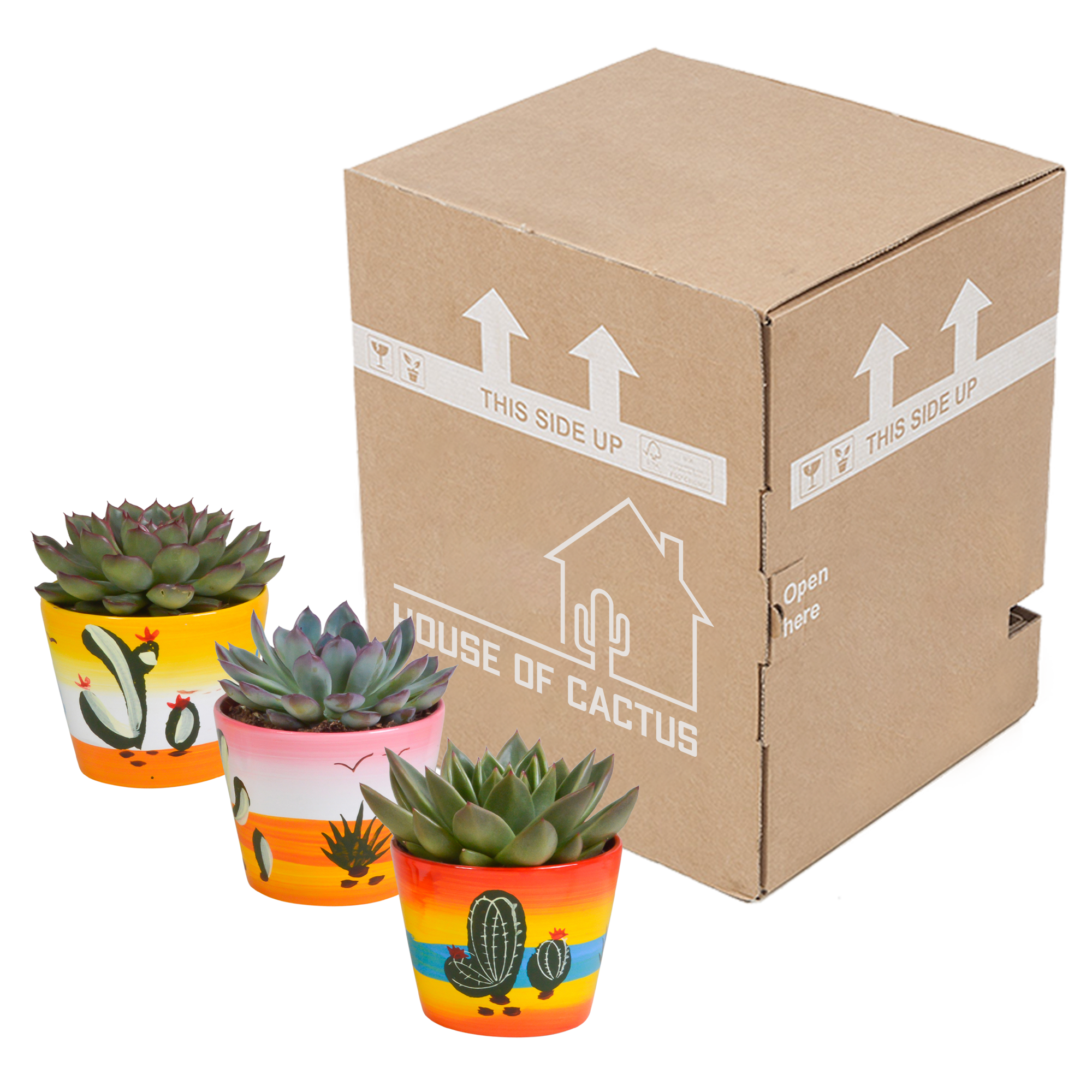 House of cactus Echeveria mix 10.5 cm - 3x - in Mexicaanse pot (8720387961528)