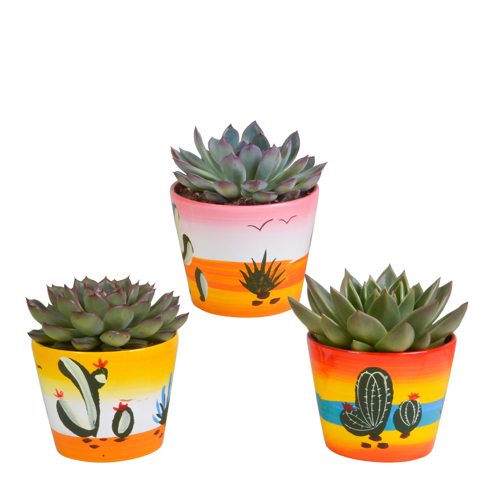 House of cactus Echeveria mix 10.5 cm - 3x - in Mexicaanse pot (8720387961528)