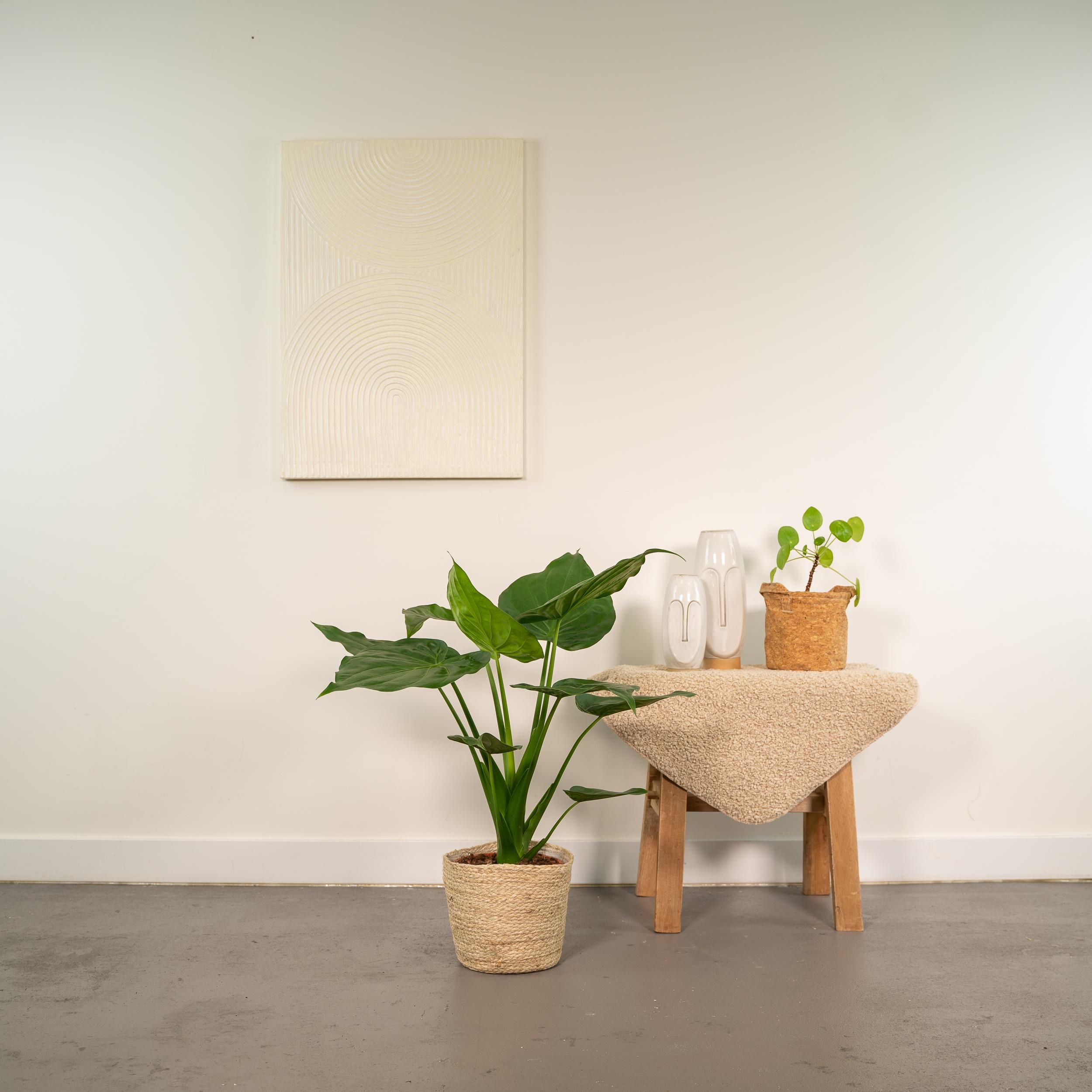 Alocasia Cucullata - Mand Selin (8720634289535)