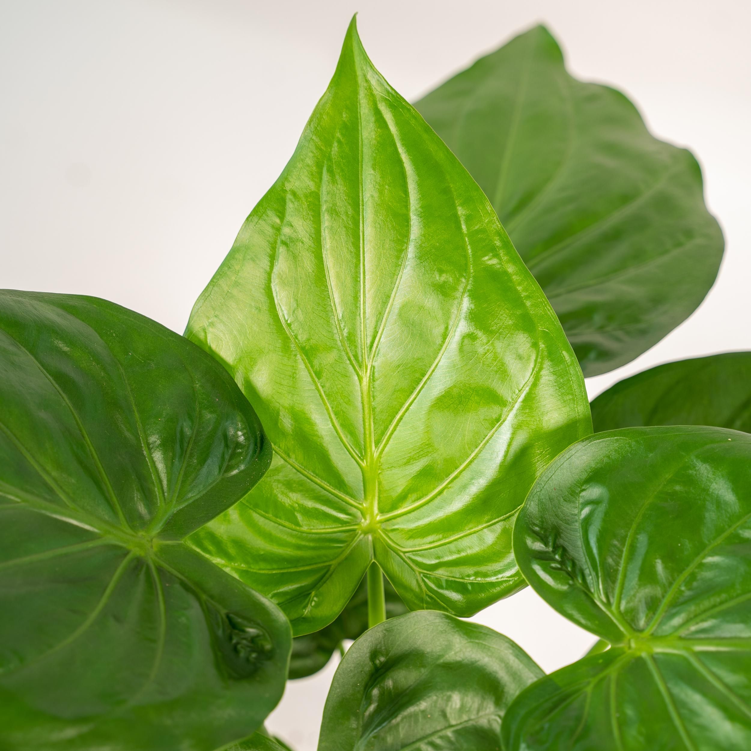 Alocasia Cucullata - Mand Selin (8720634289535)
