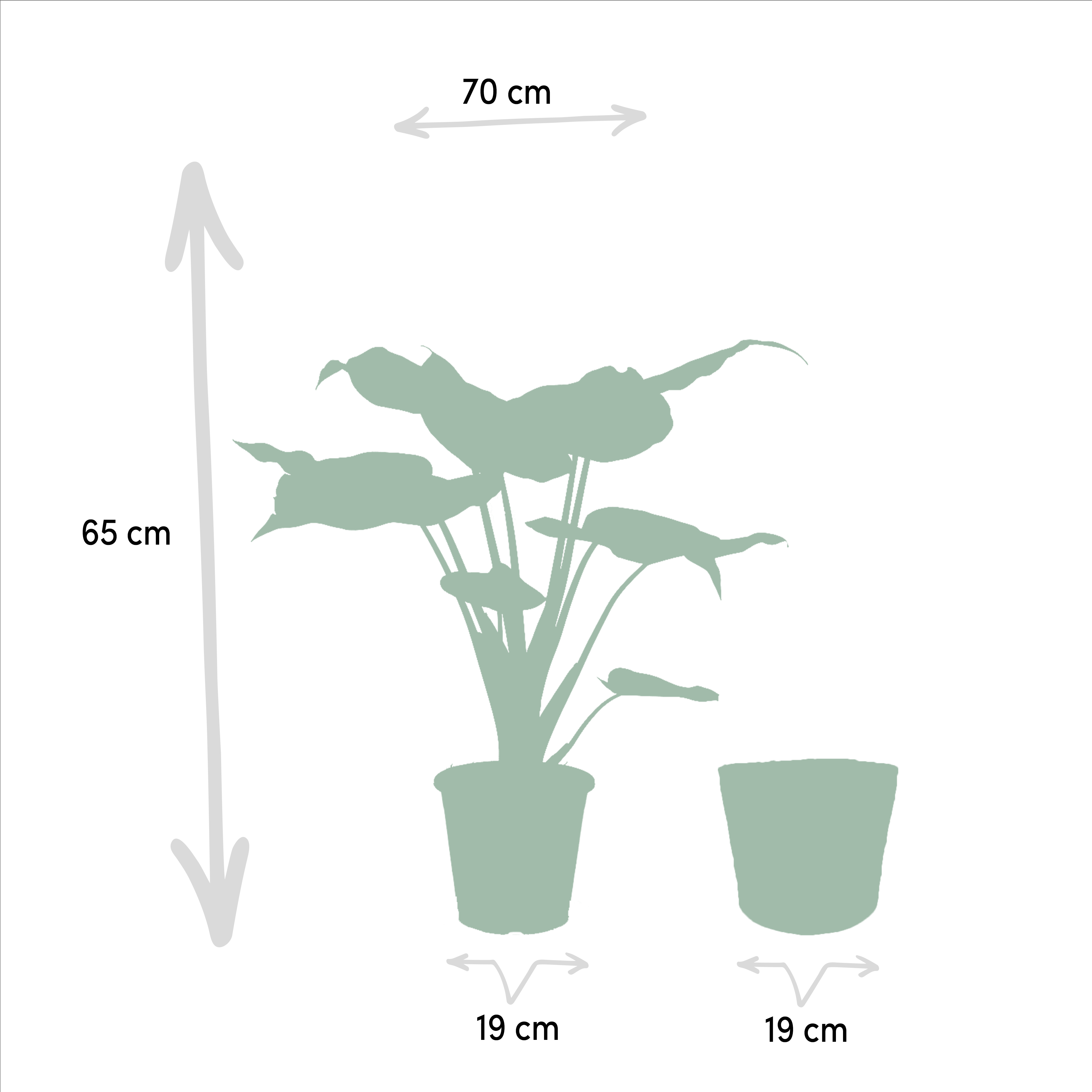 Alocasia Cucullata - Mand Selin (8720634289535)
