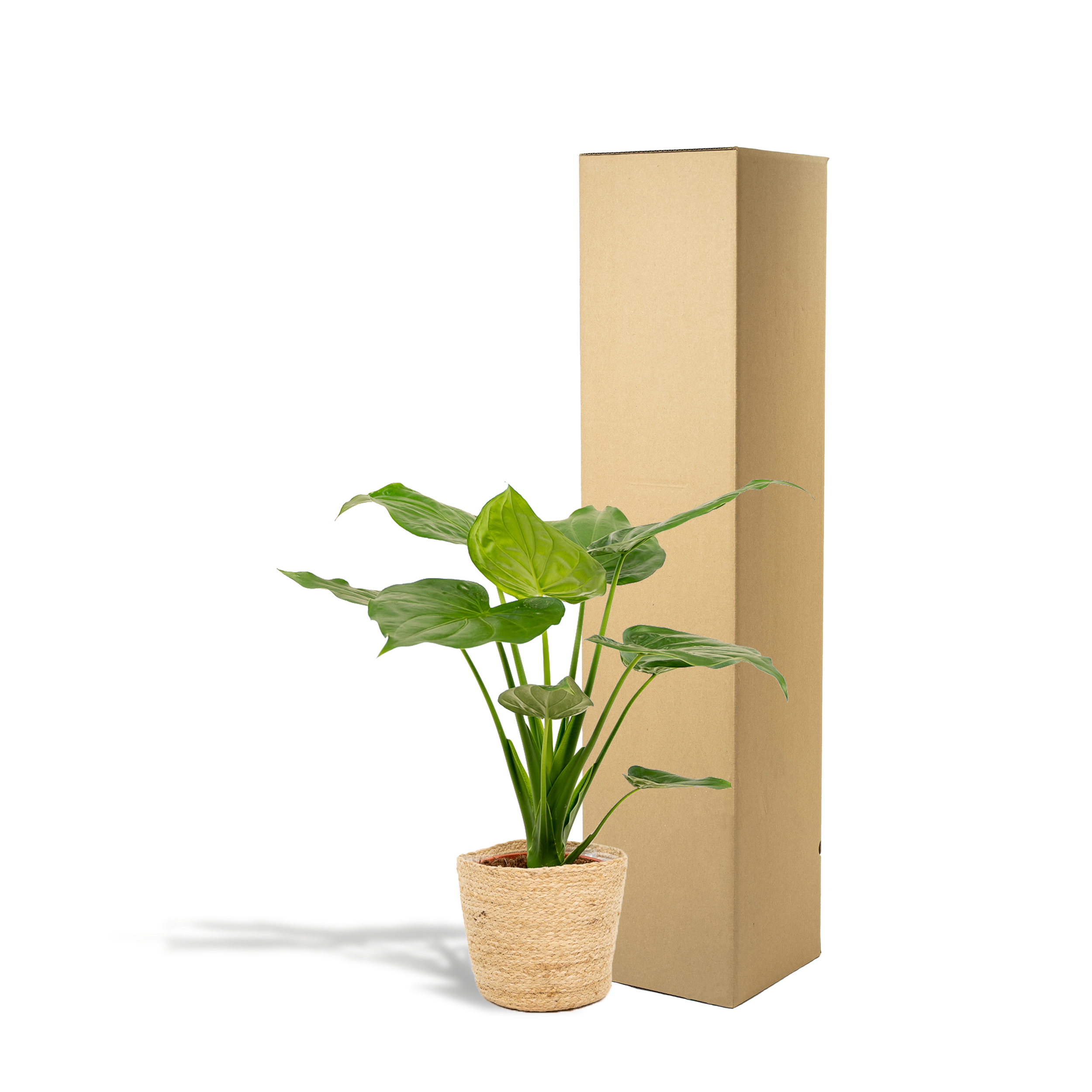 Alocasia Cucullata - Mand Selin (8720634289535)