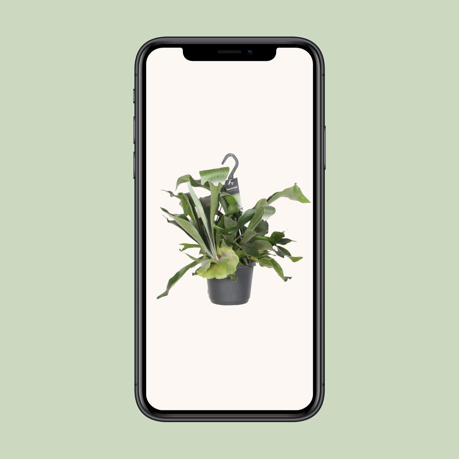 Platycerium Bifurcatum (8720634285087)