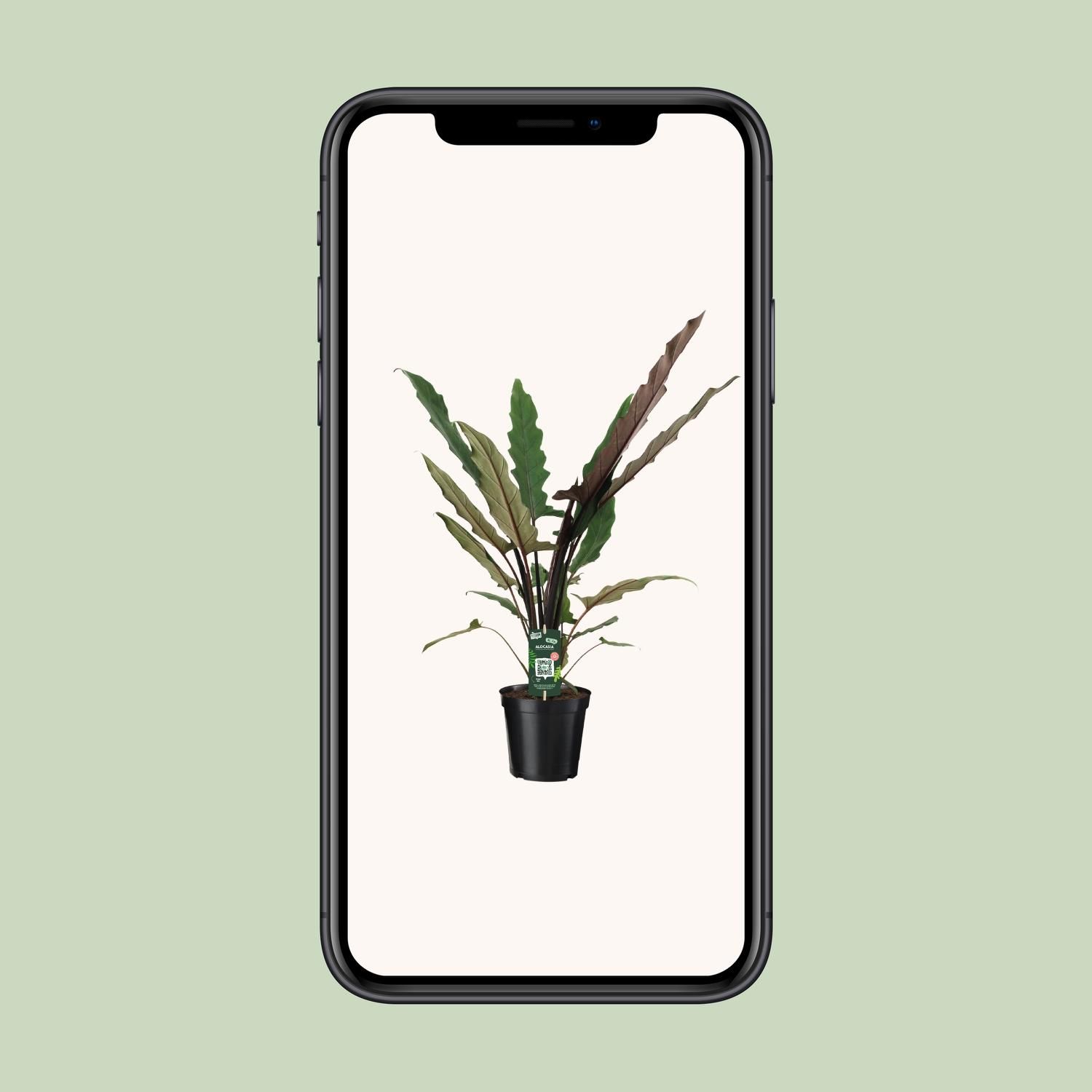 Alocasia Lauterbachiana (8720634289221)