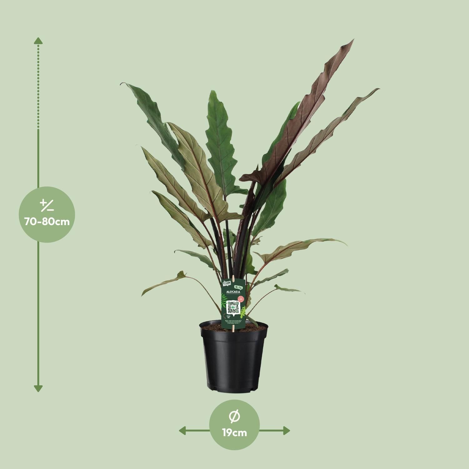 Alocasia Lauterbachiana (8720634289221)