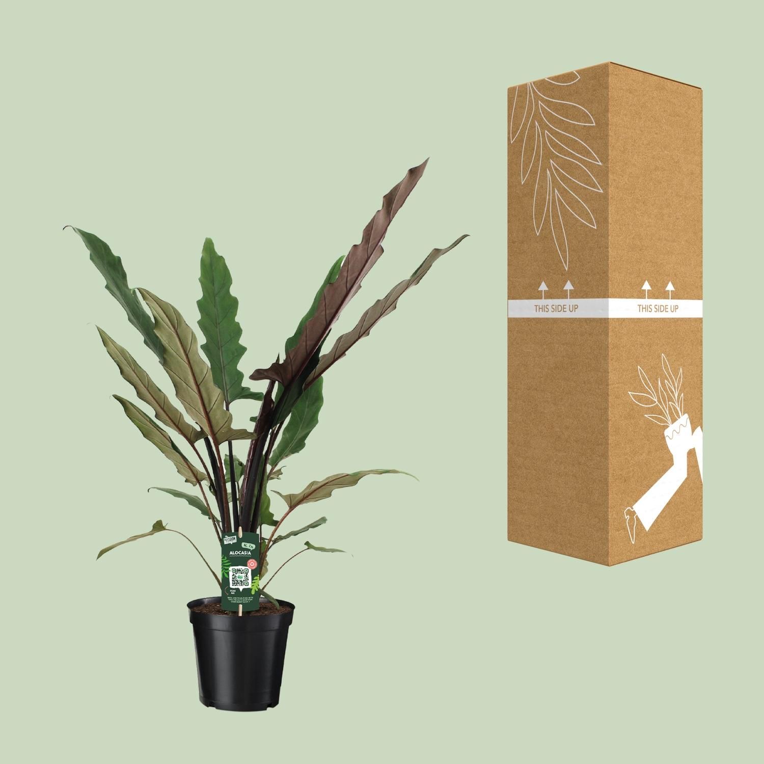 Alocasia Lauterbachiana (8720634289221)
