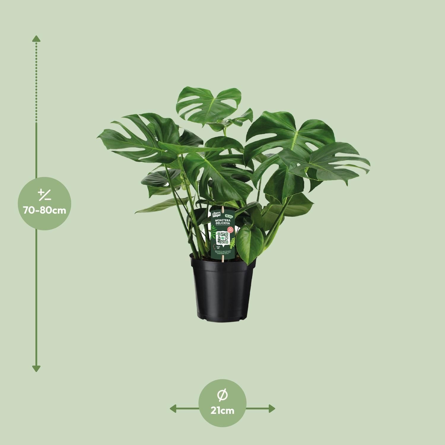 Monstera Deliciosa (8720634284875)