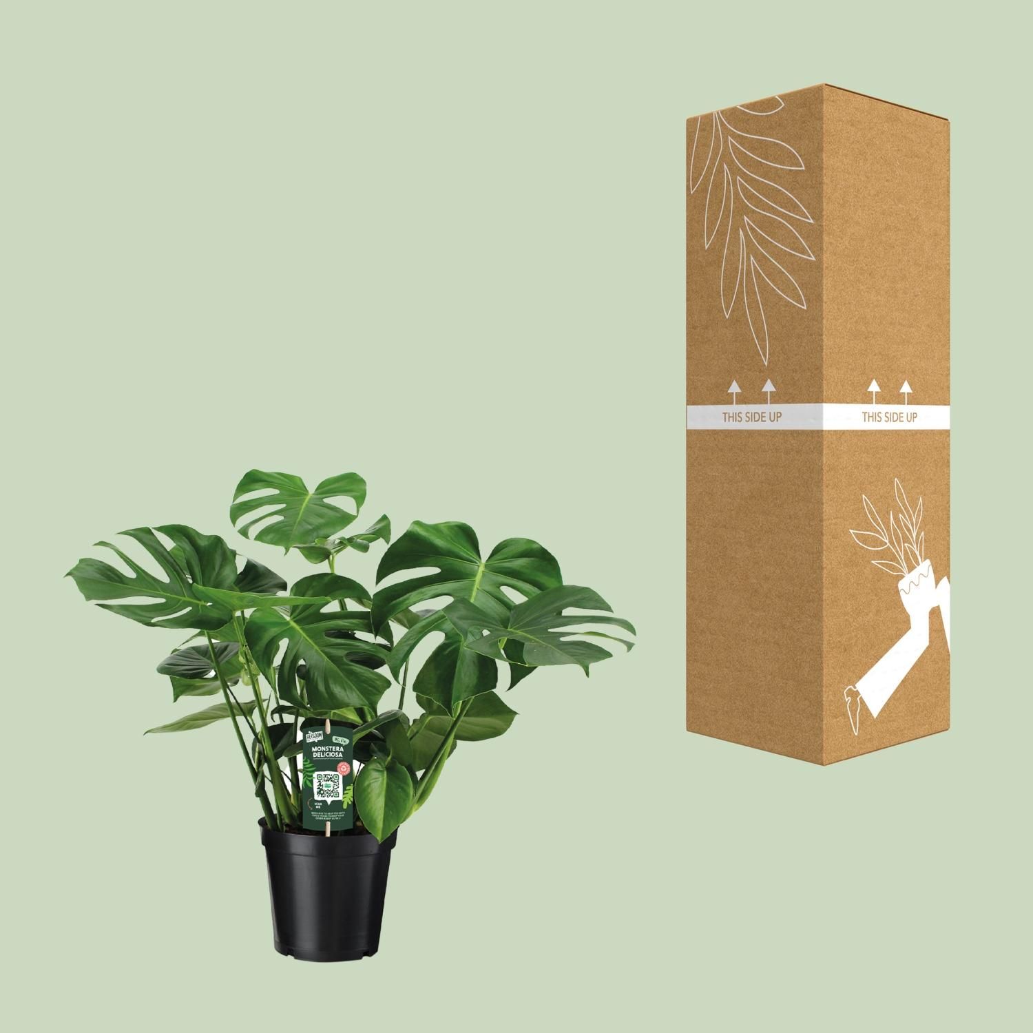 Monstera Deliciosa (8720634284875)