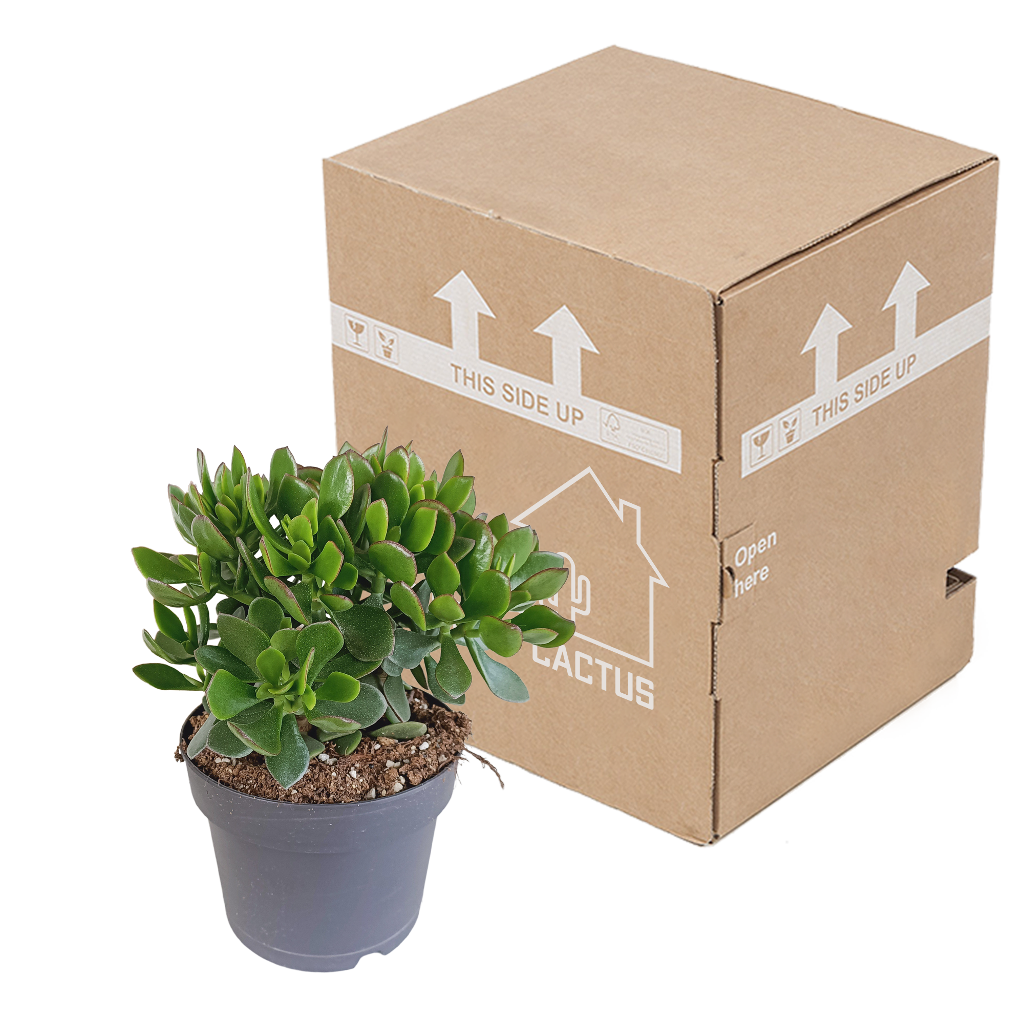 House of cactus Crassula minova 17cm (8720618070319)