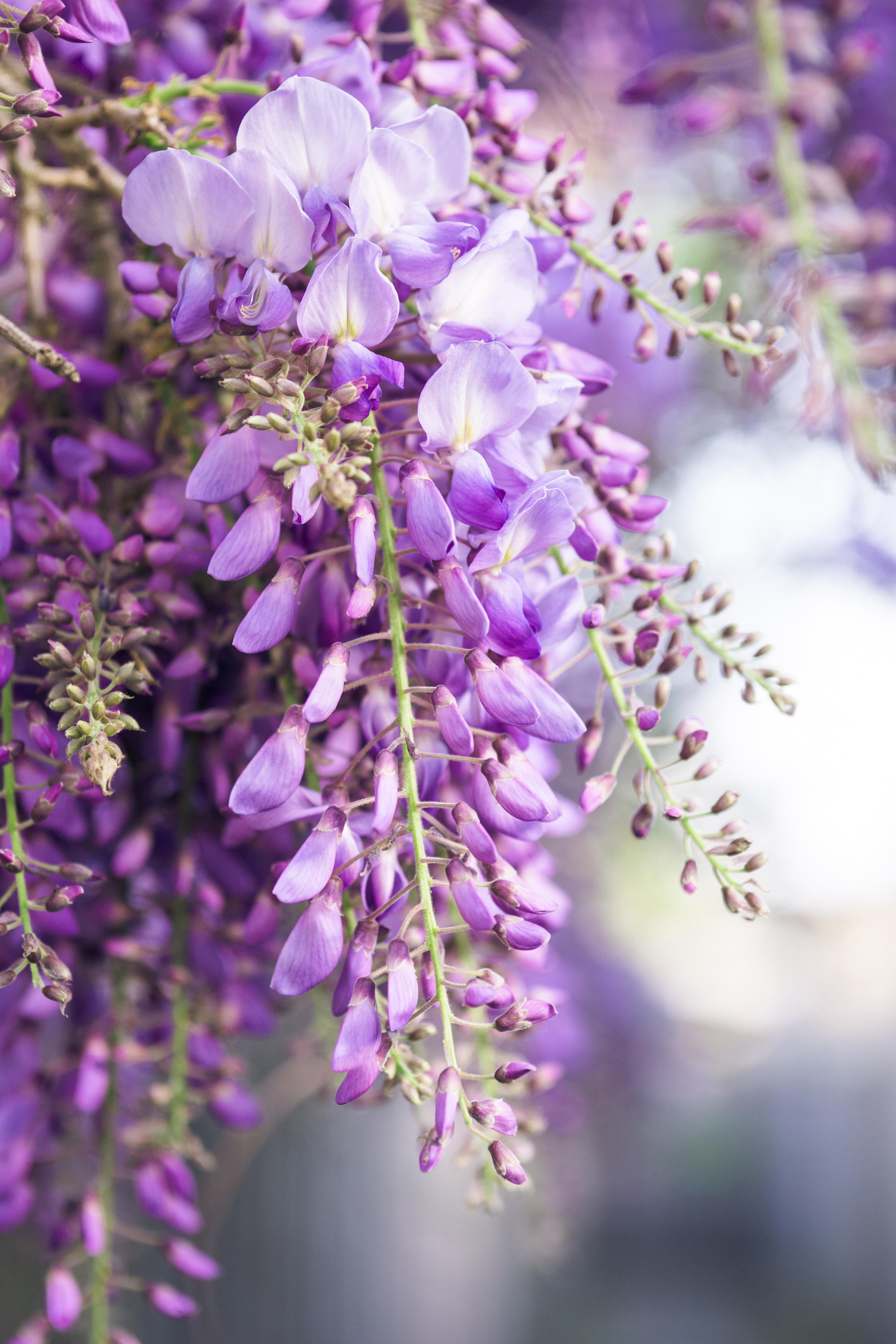 Hoogeveen Wisteria floribunda 'Naga Noda' - Paarse regen (8718531419728)