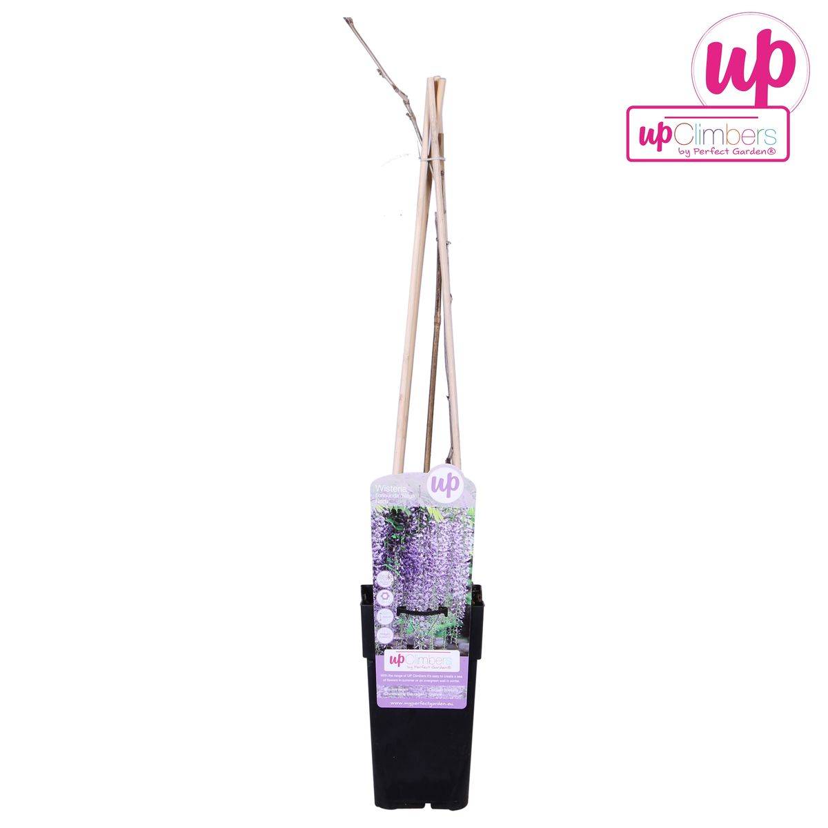 Hoogeveen Wisteria floribunda 'Naga Noda' - Paarse regen (8718531419728)