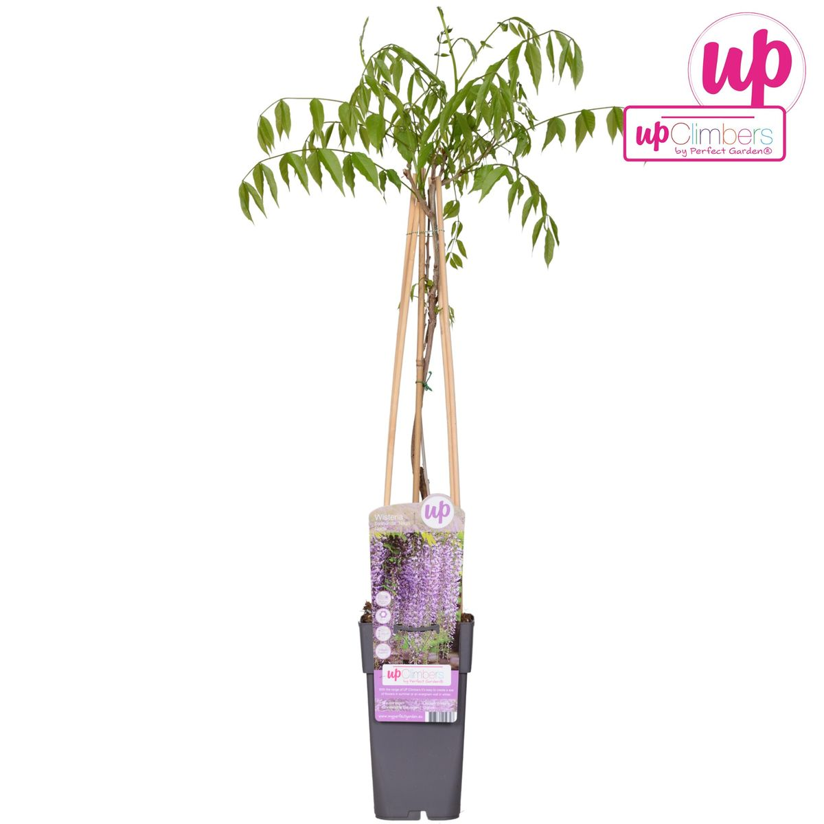 Hoogeveen Wisteria floribunda 'Naga Noda' - Paarse regen (8718531419728)