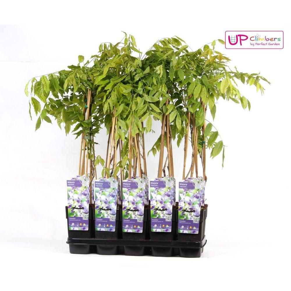 Hoogeveen Wisteria floribunda 'Naga Noda' - Paarse regen (8718531419728)
