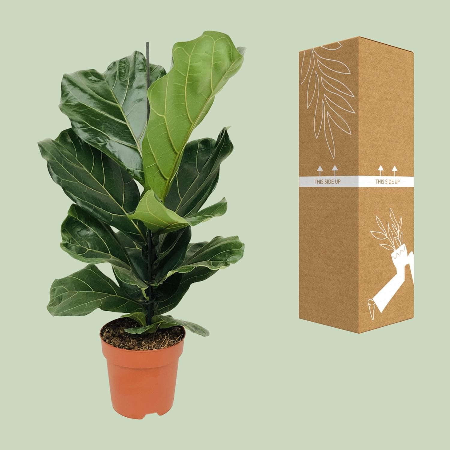 Ficus Lyrata (8720634285391)