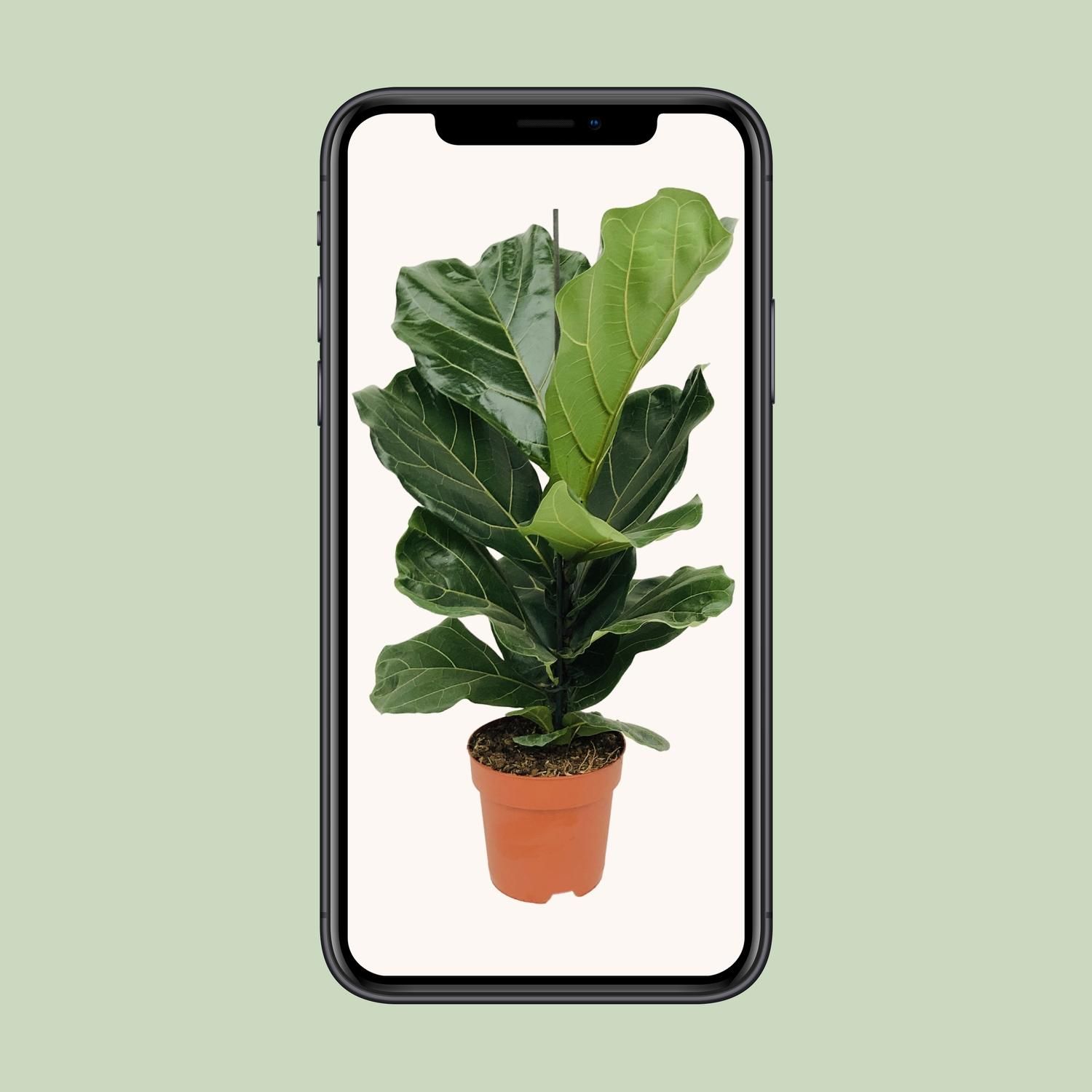 Ficus Lyrata (8720634285391)
