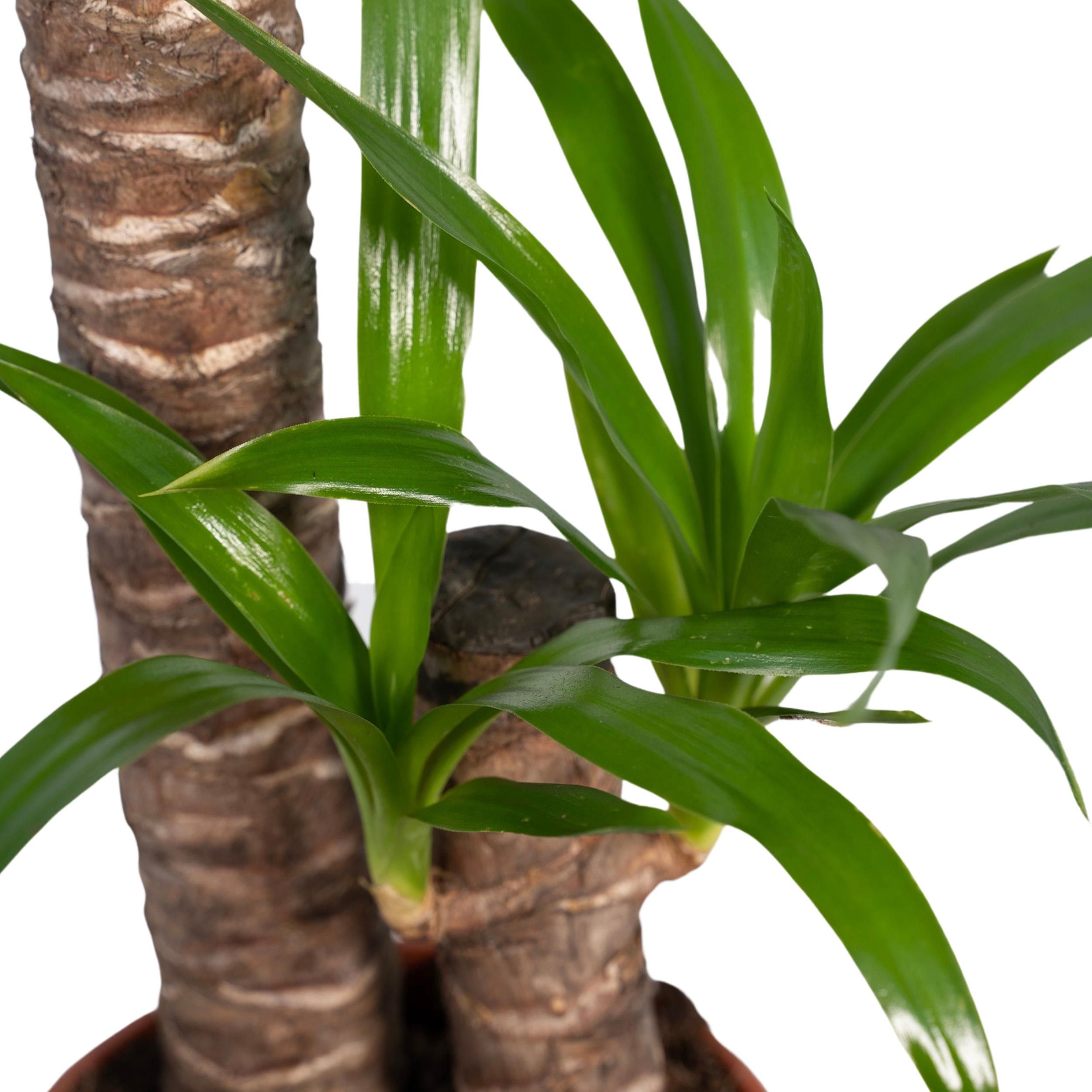 Yucca Elephantipes (8720634285490)