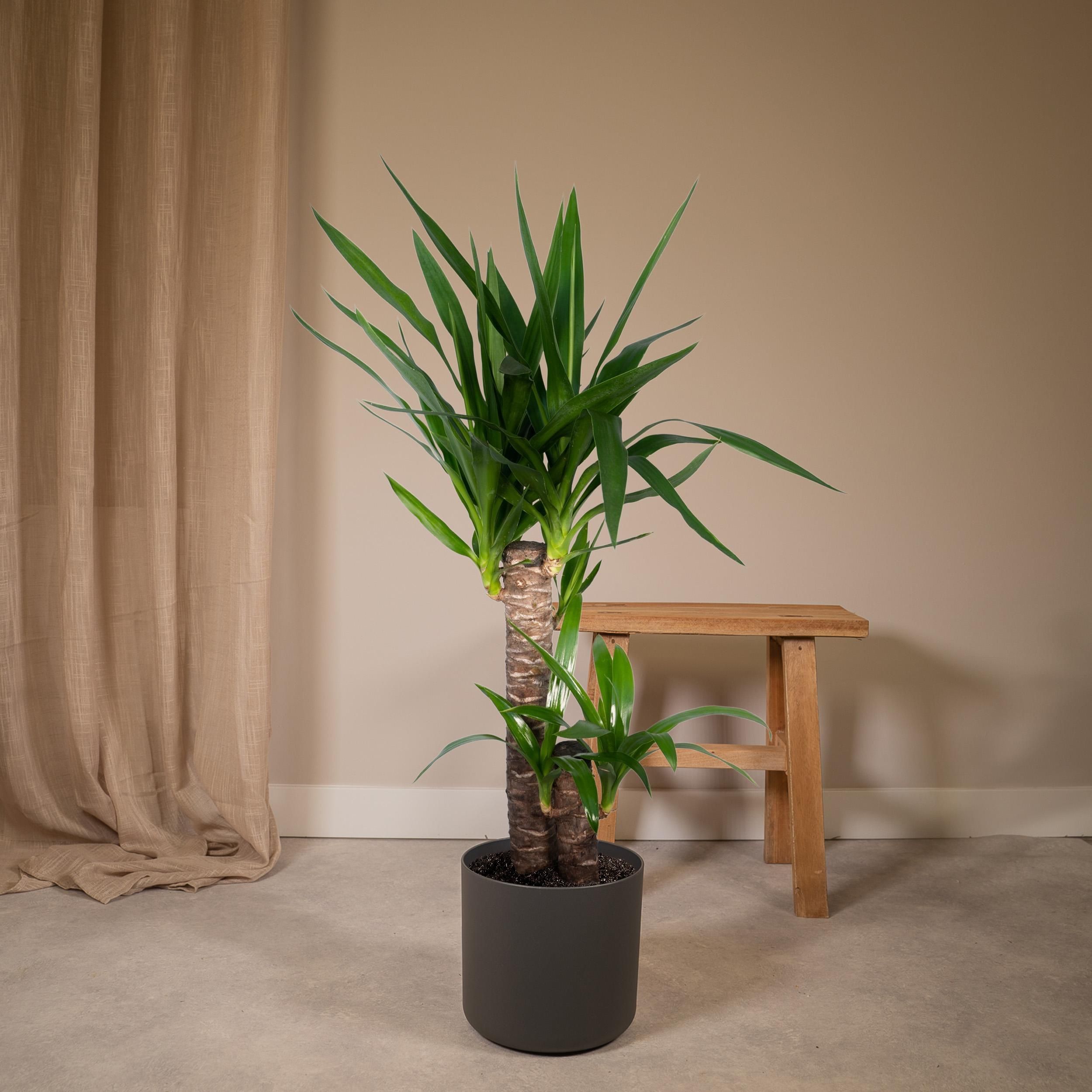 Yucca Elephantipes (8720634285490)