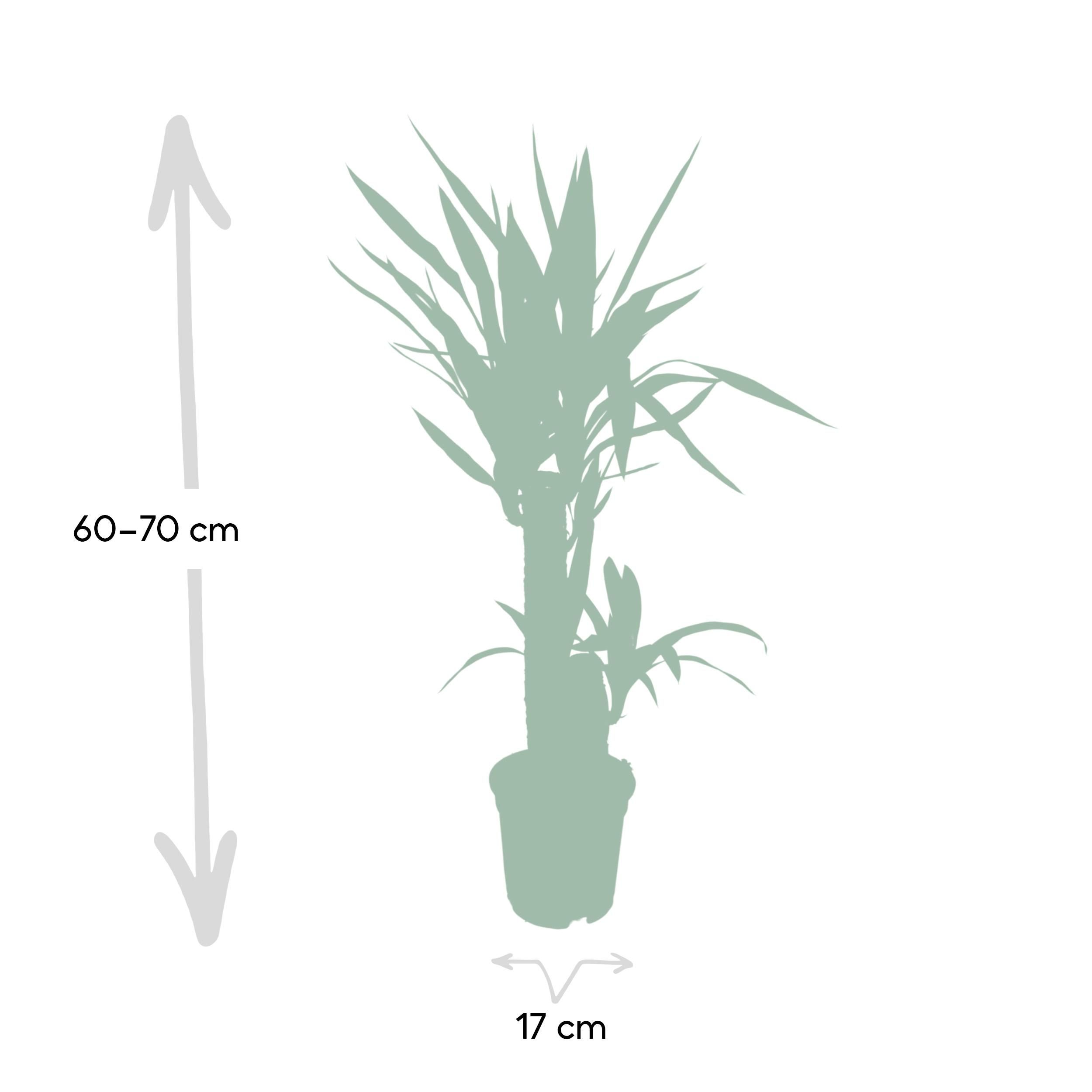 Yucca Elephantipes (8720634285490)