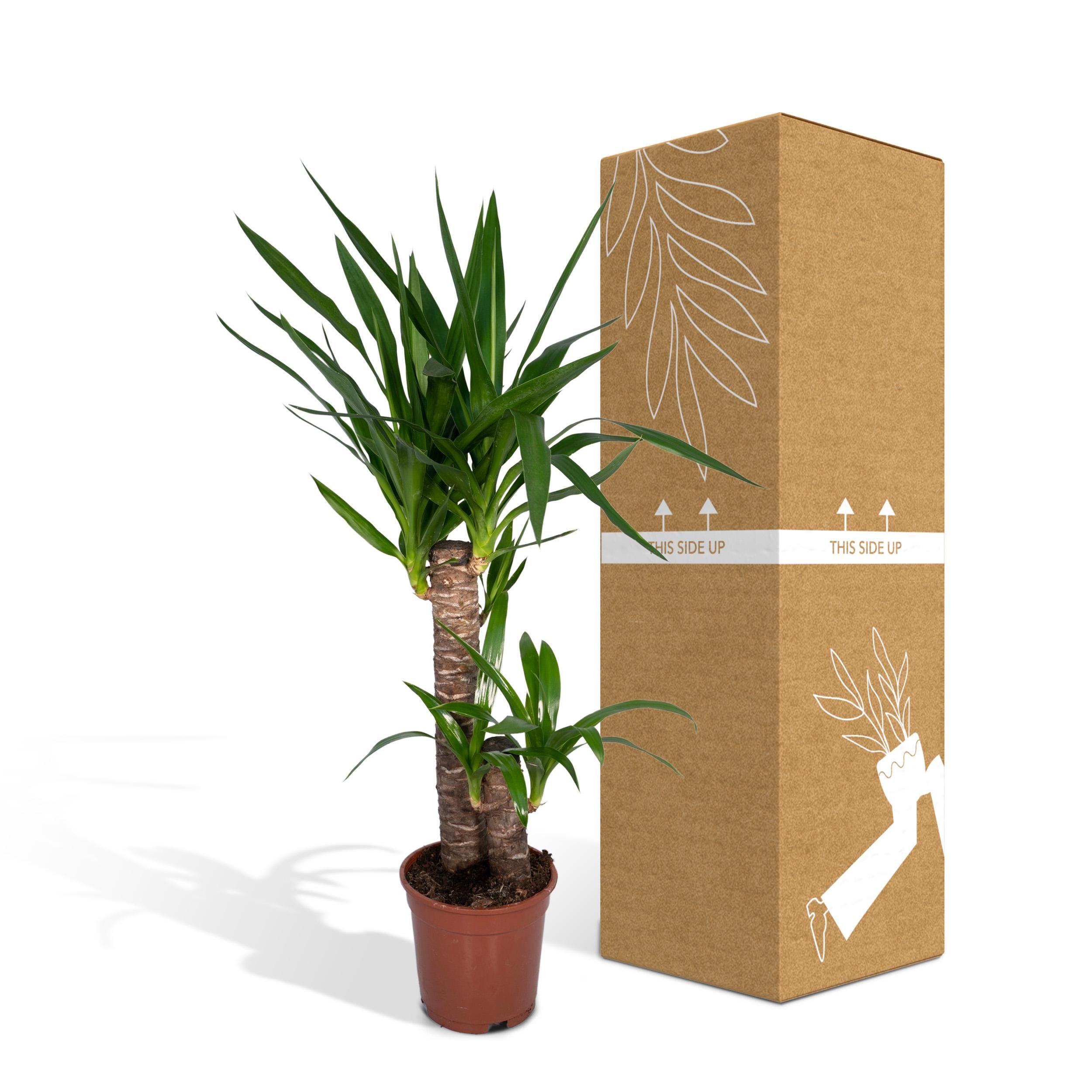 Yucca Elephantipes (8720634285490)