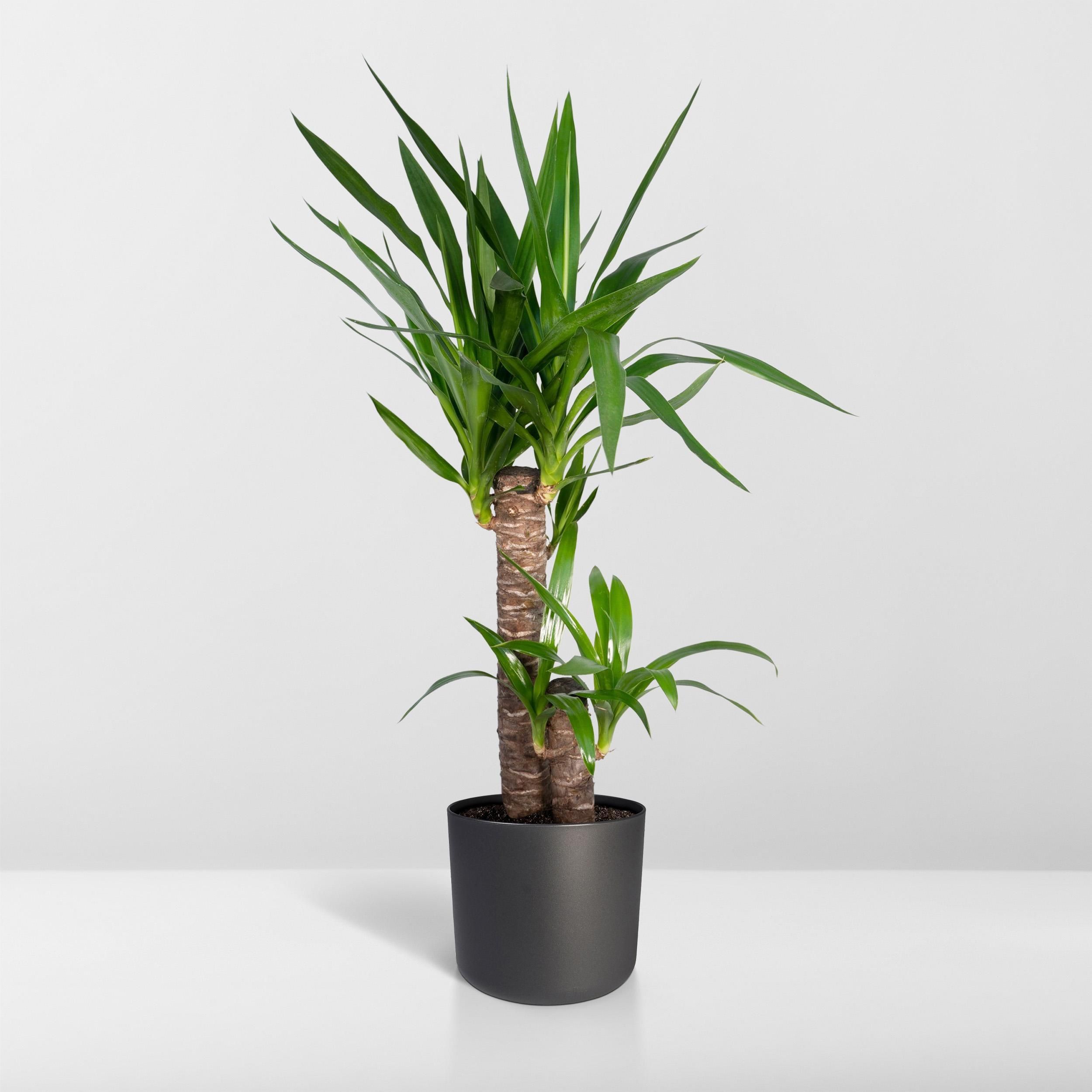 Yucca Elephantipes (8720634285490)
