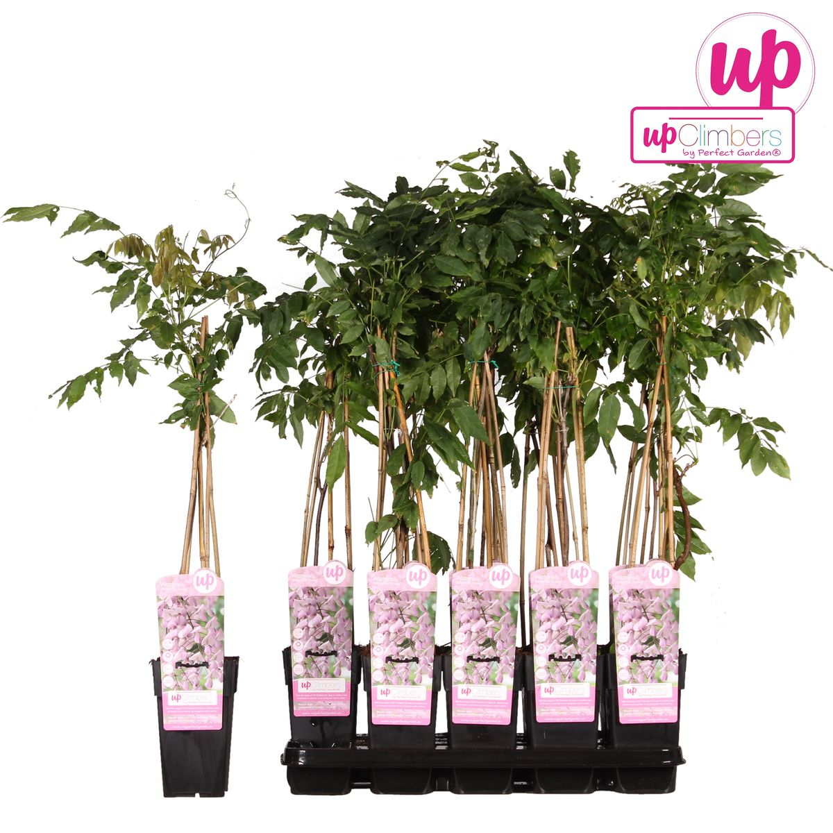 Hoogeveen Wisteria floribunda 'Rosea' - Roze regen (8712044842431)