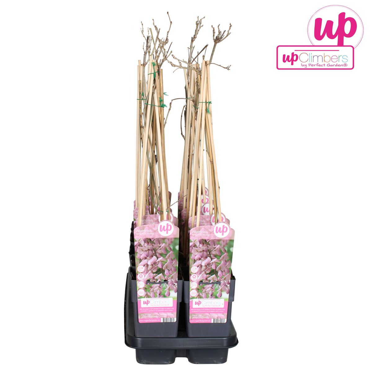 Hoogeveen Wisteria floribunda 'Rosea' - Roze regen (8712044842431)