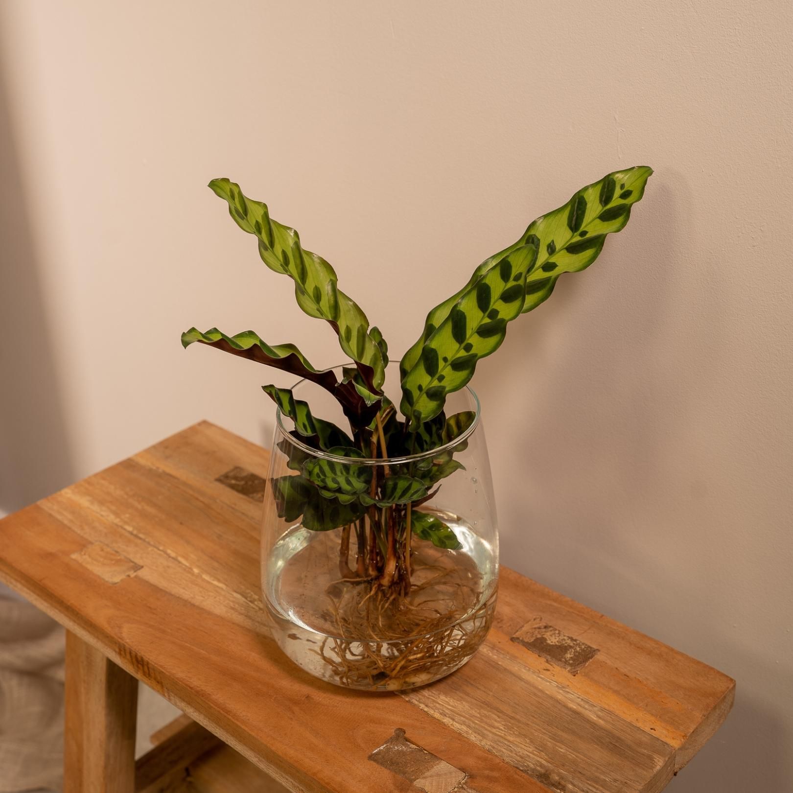 Calathea Insignis in Kingston glas (8720634287500)