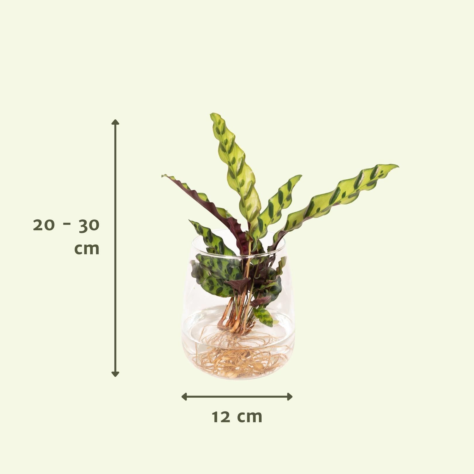 Calathea Insignis in Kingston glas (8720634287500)
