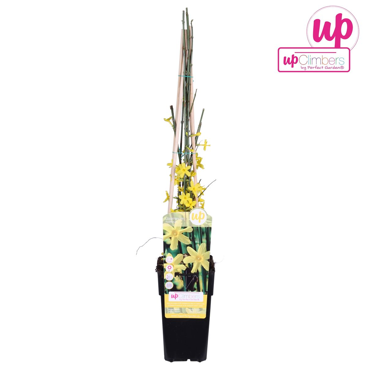 Hoogeveen Jasminum nudiflorum (8712044838892)
