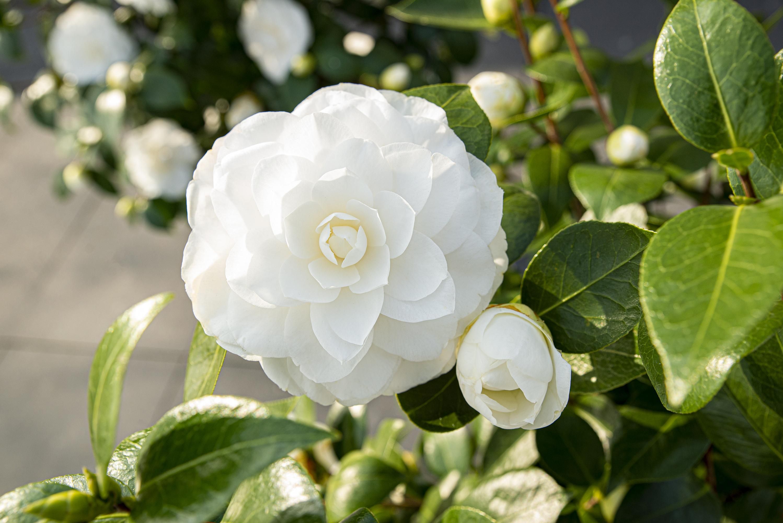 Son & koot Camellia jap. 'Nuccio's Gem' (8719325582444)