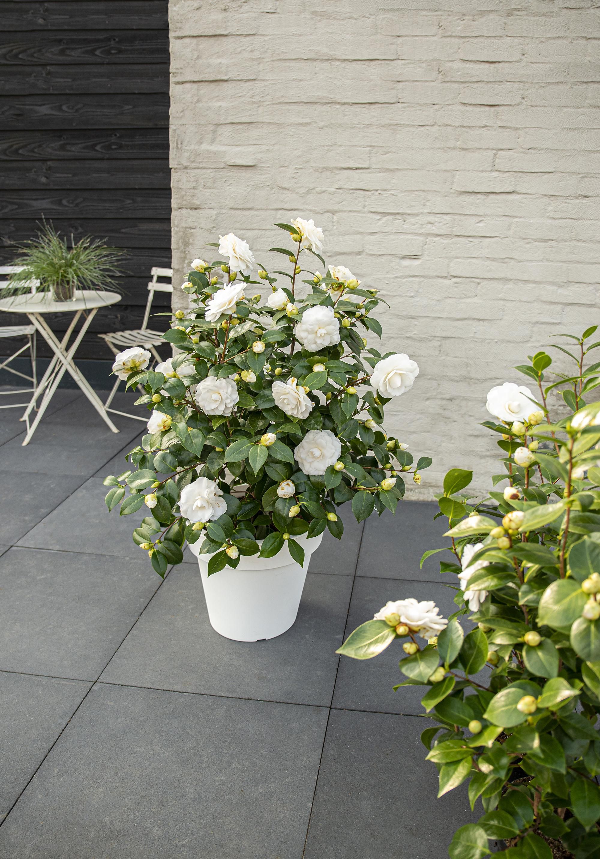 Son & koot Camellia jap. 'Nuccio's Gem' (8719325582444)